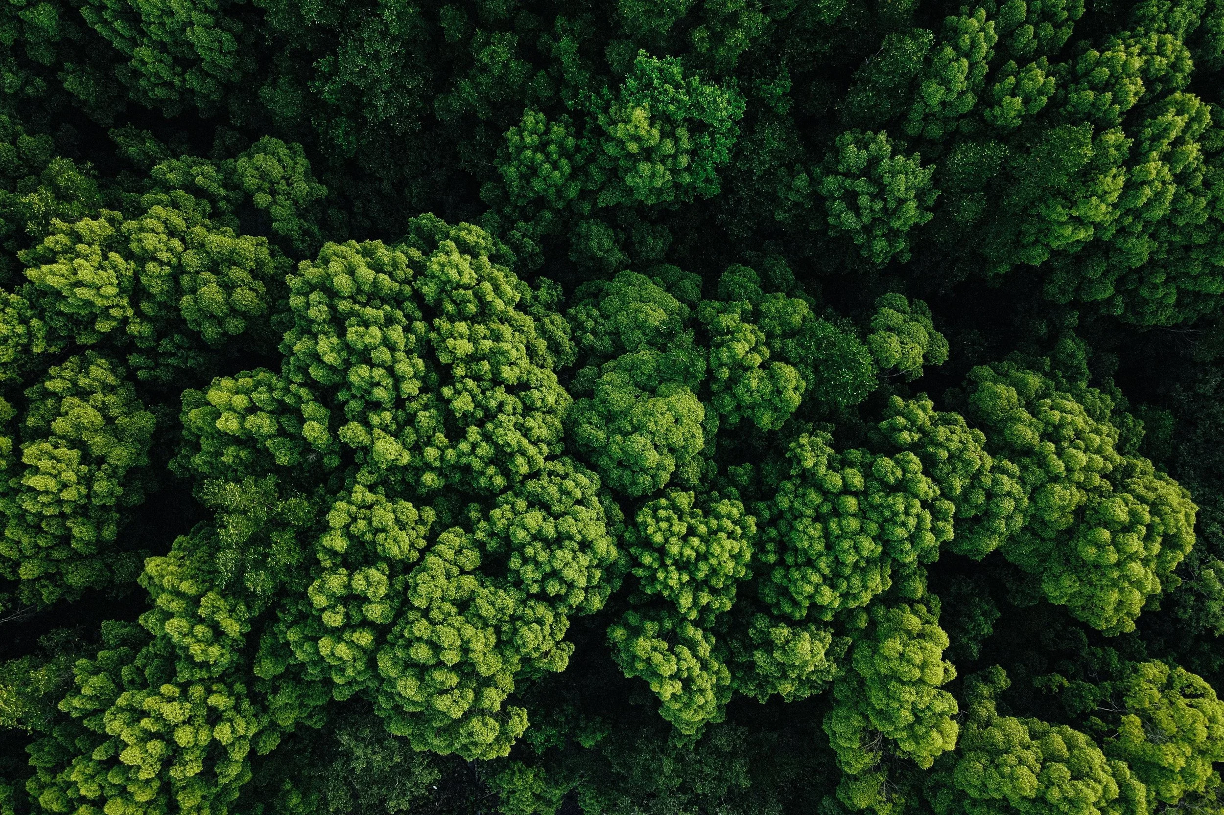 EcoVadis preparation guide 2026 for small and mid-sized businesses avoiding common mistakes