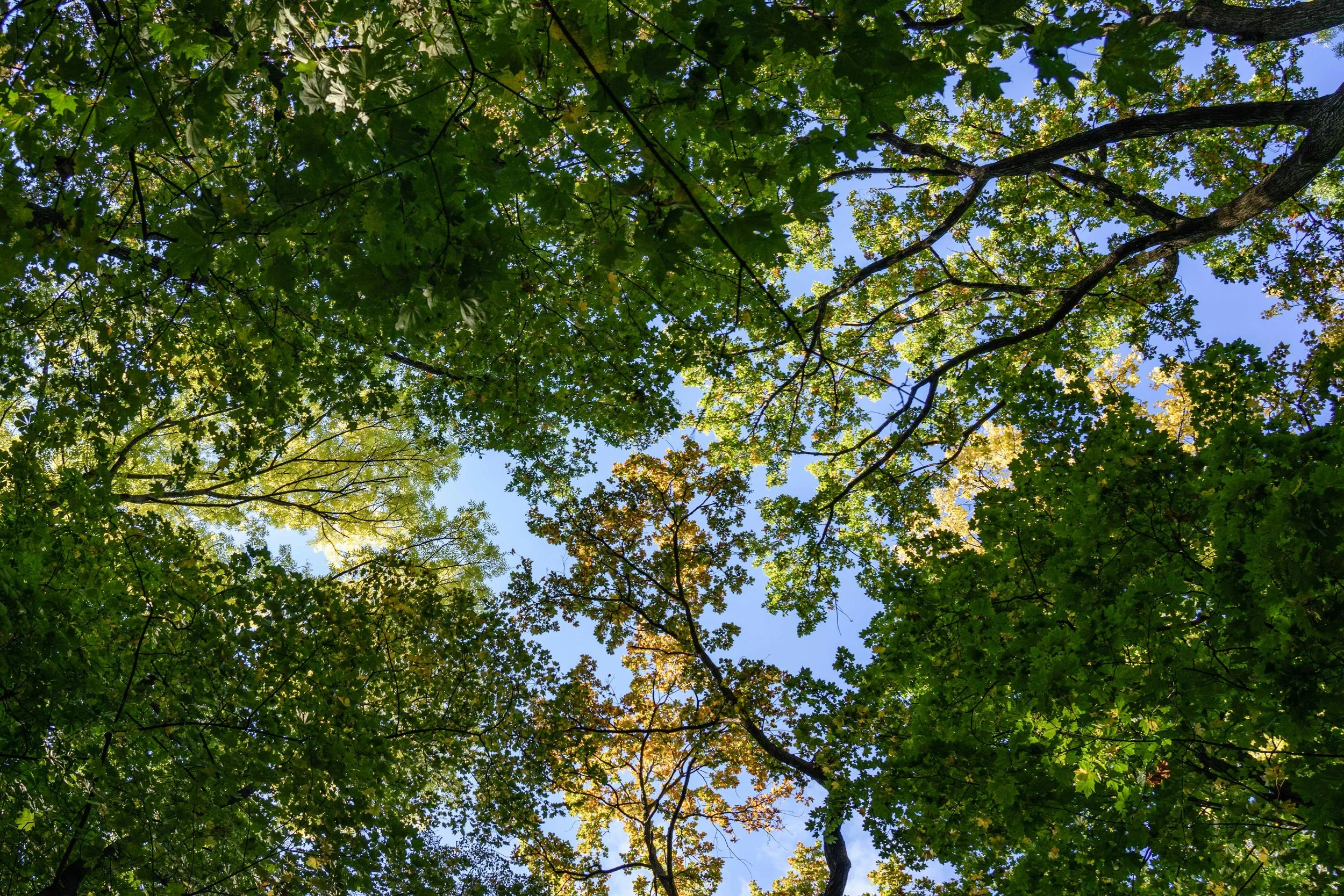 Blick nach oben auf das Blätterdach eines Baumes bei Sonnenlicht, mit blauen Himmel im Hintergrund.