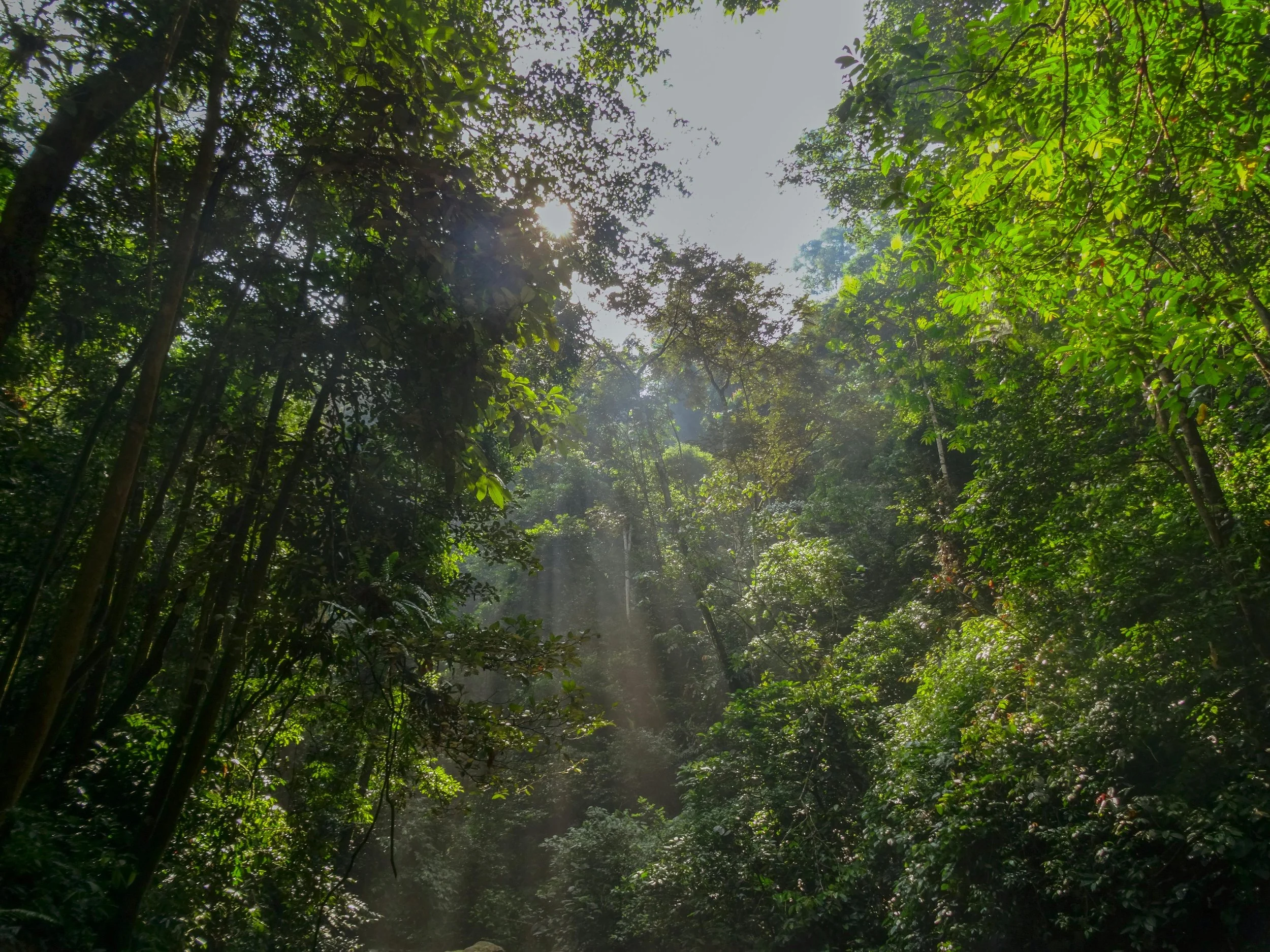 EU Deforestation Regulation EUDR rainforest geolocation data supply chain coffee cocoa wood cattle