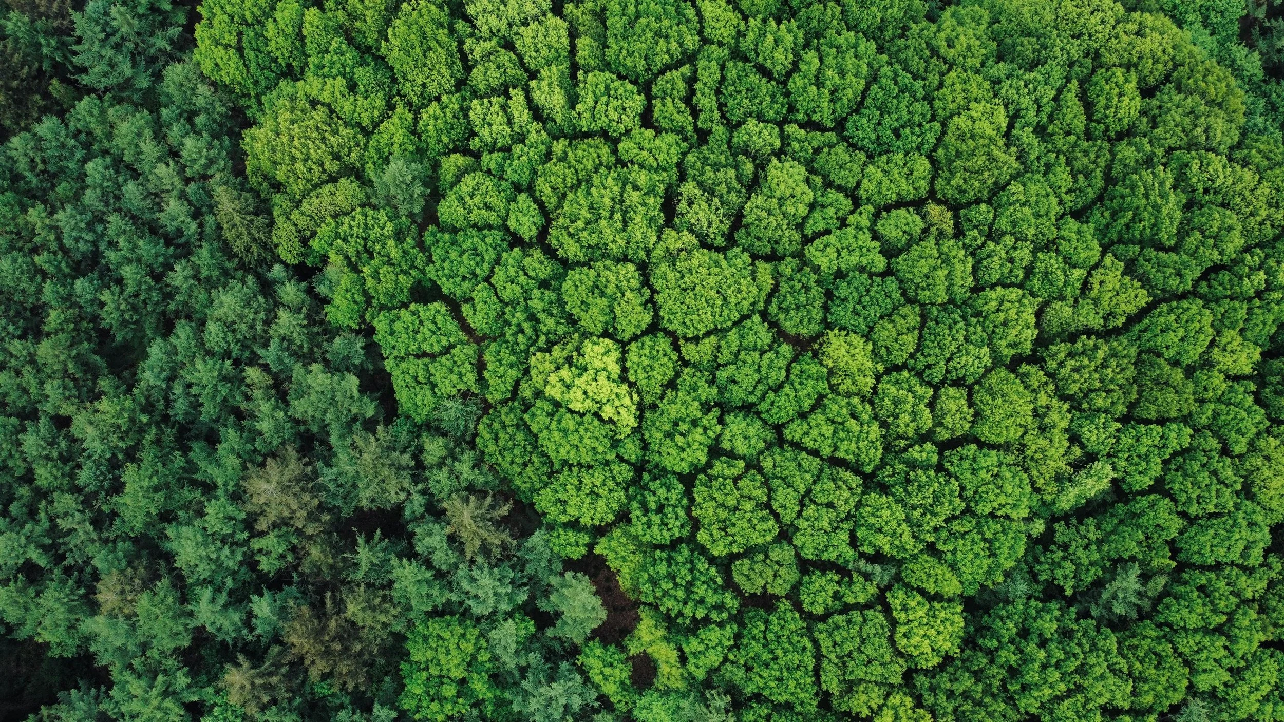 Aerial view of a green forest illustrating sustainability management for EcoVadis policies and procedures.