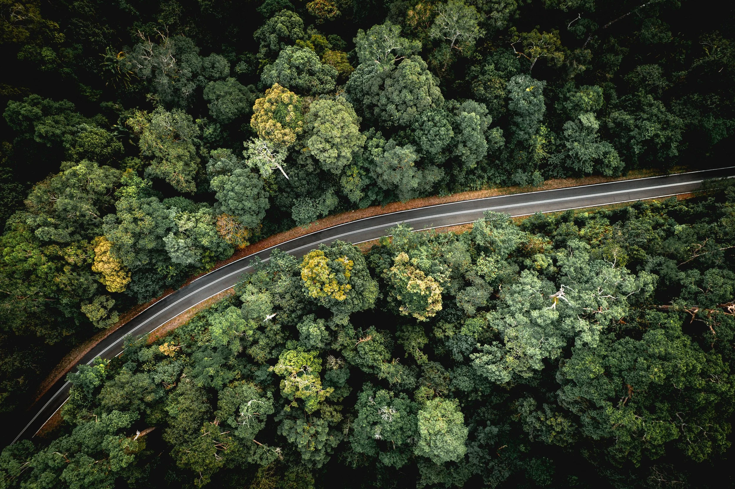 Forest representing the EU Deforestation Regulation (EUDR) and sustainable sourcing requirements for food supply chains.