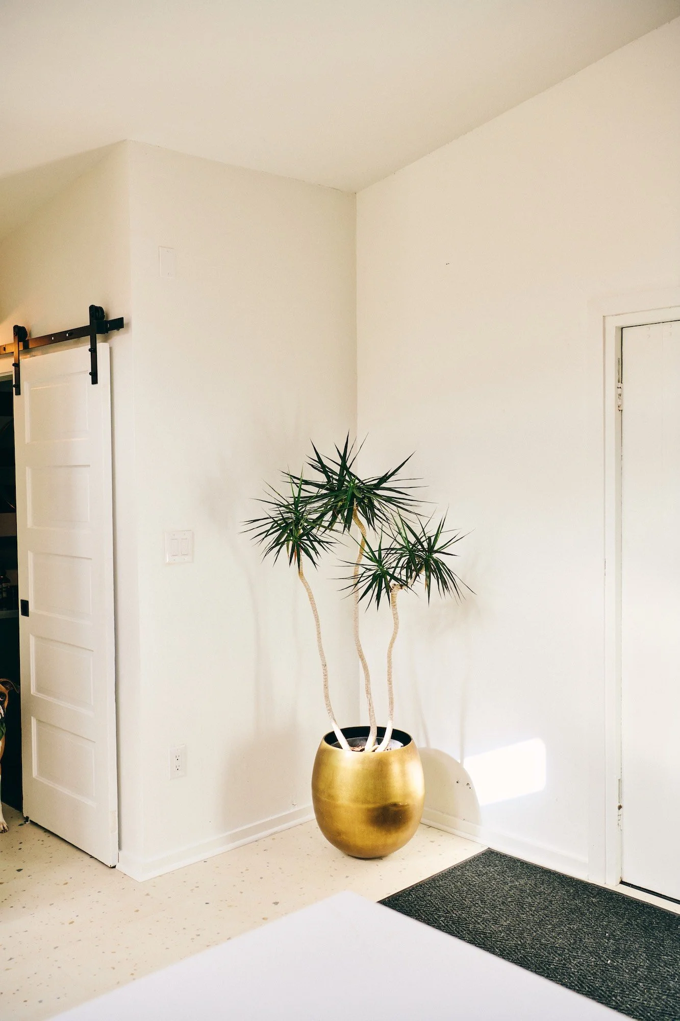 A tall potted plant with long, narrow leaves and multiple stems in a gold pot, situated in the corner of a white room near a white door.
