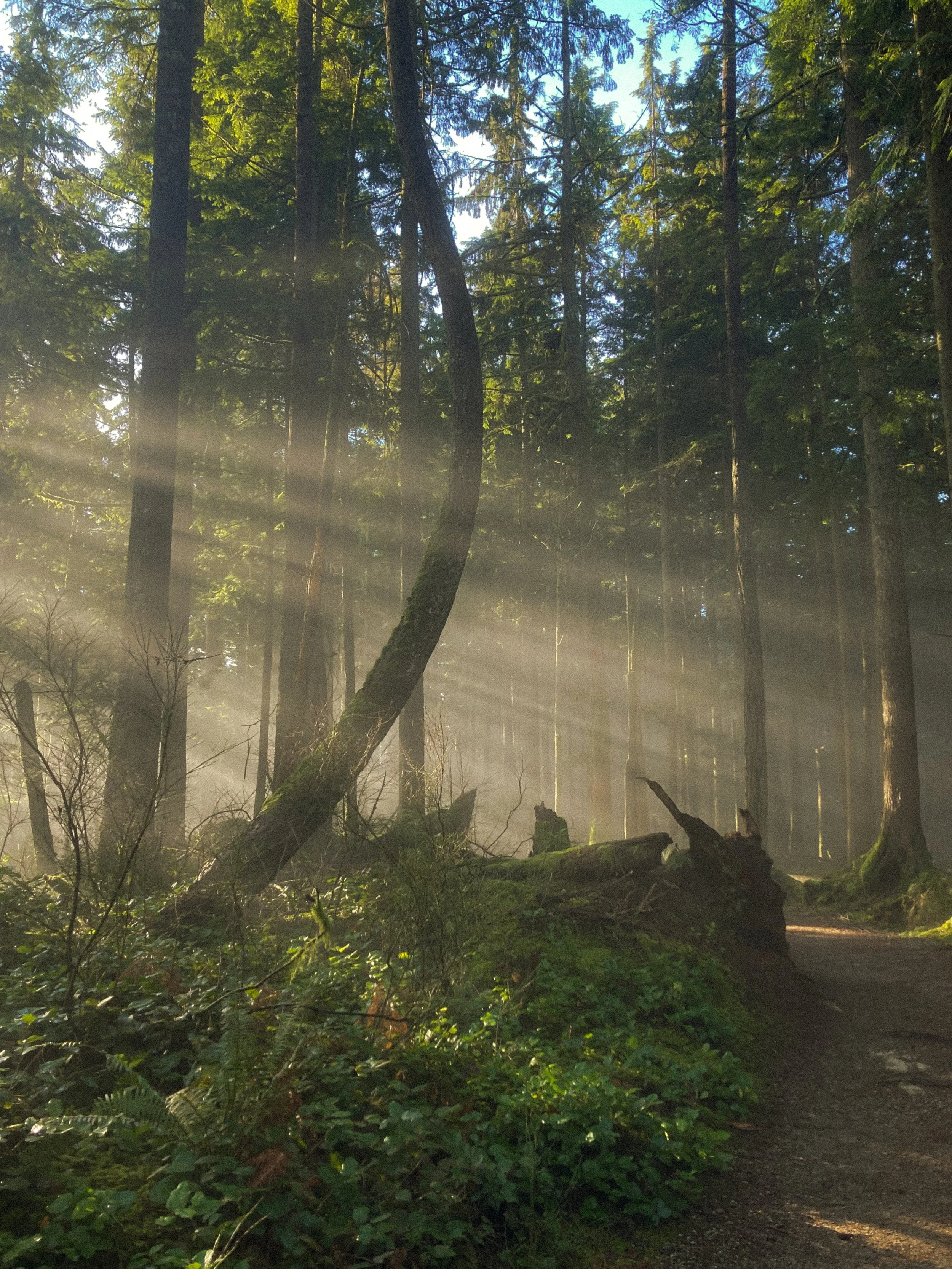 Masumi RMT Port Moody