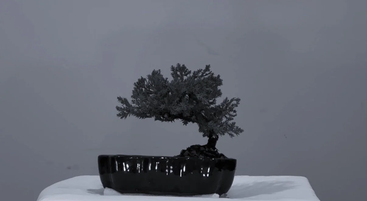 Pruning of Mons Pubis