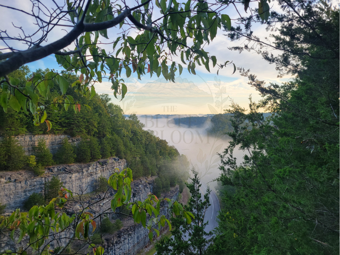 A scenic view of a canyon with layered rock formations, surrounded by green trees and foliage, with a mist or fog in the background and a cloudy sky above.