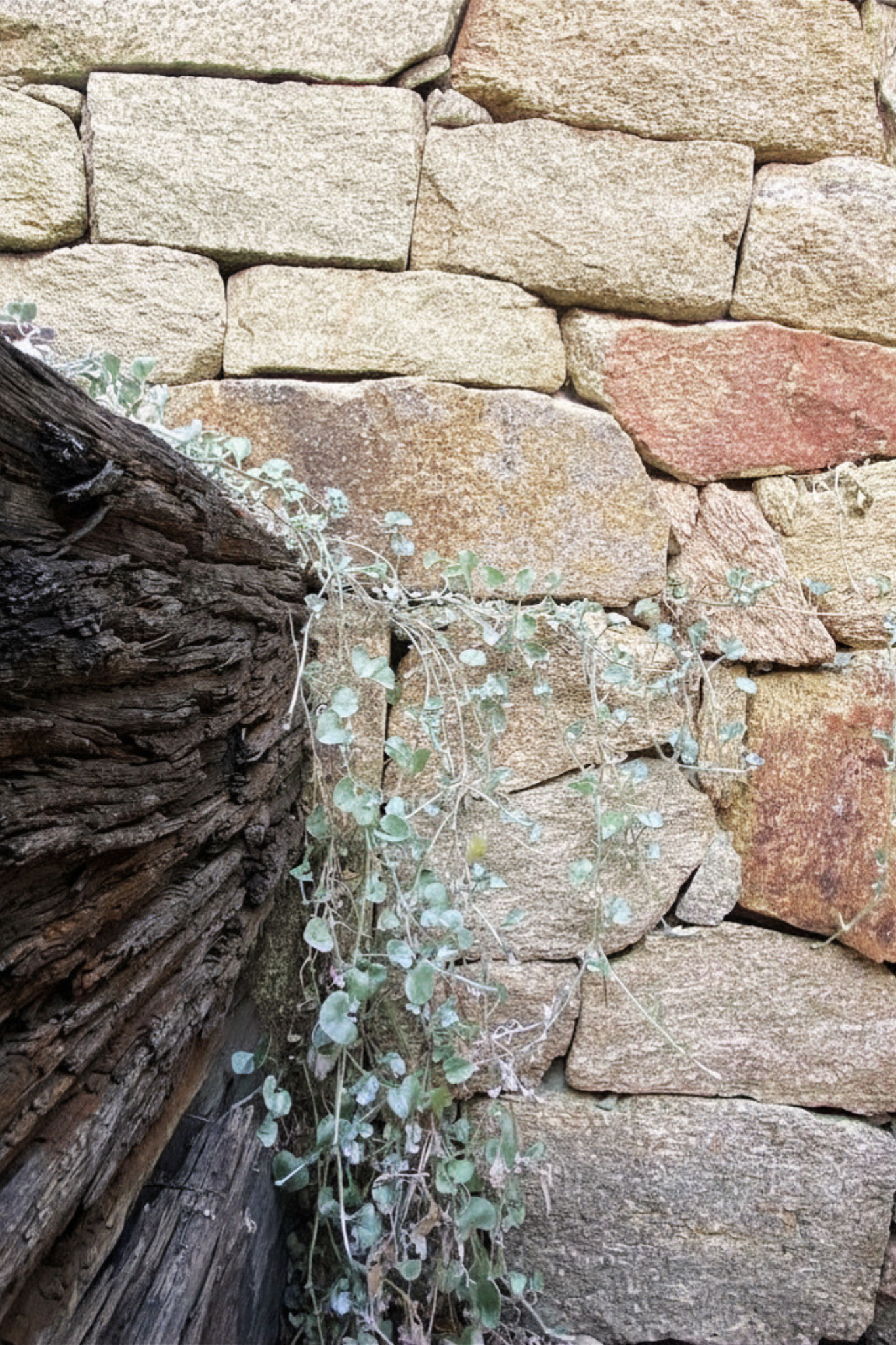 Creeping dichondra on stone cladding 