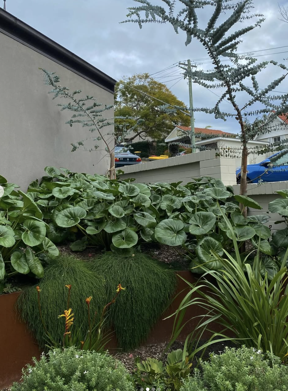A lush amalgamated garden with large green foliage, ornamental grasses, and a peppering of flowering plants in a custom corten planter.