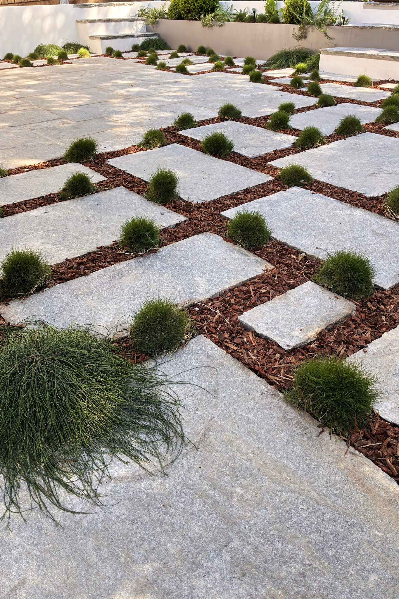 A modern outdoor garden with large gray stone pavers arranged in a grid pattern, separated by brown mulch with small green ornamental grasses growing in between, and a white wall with planters in the background.