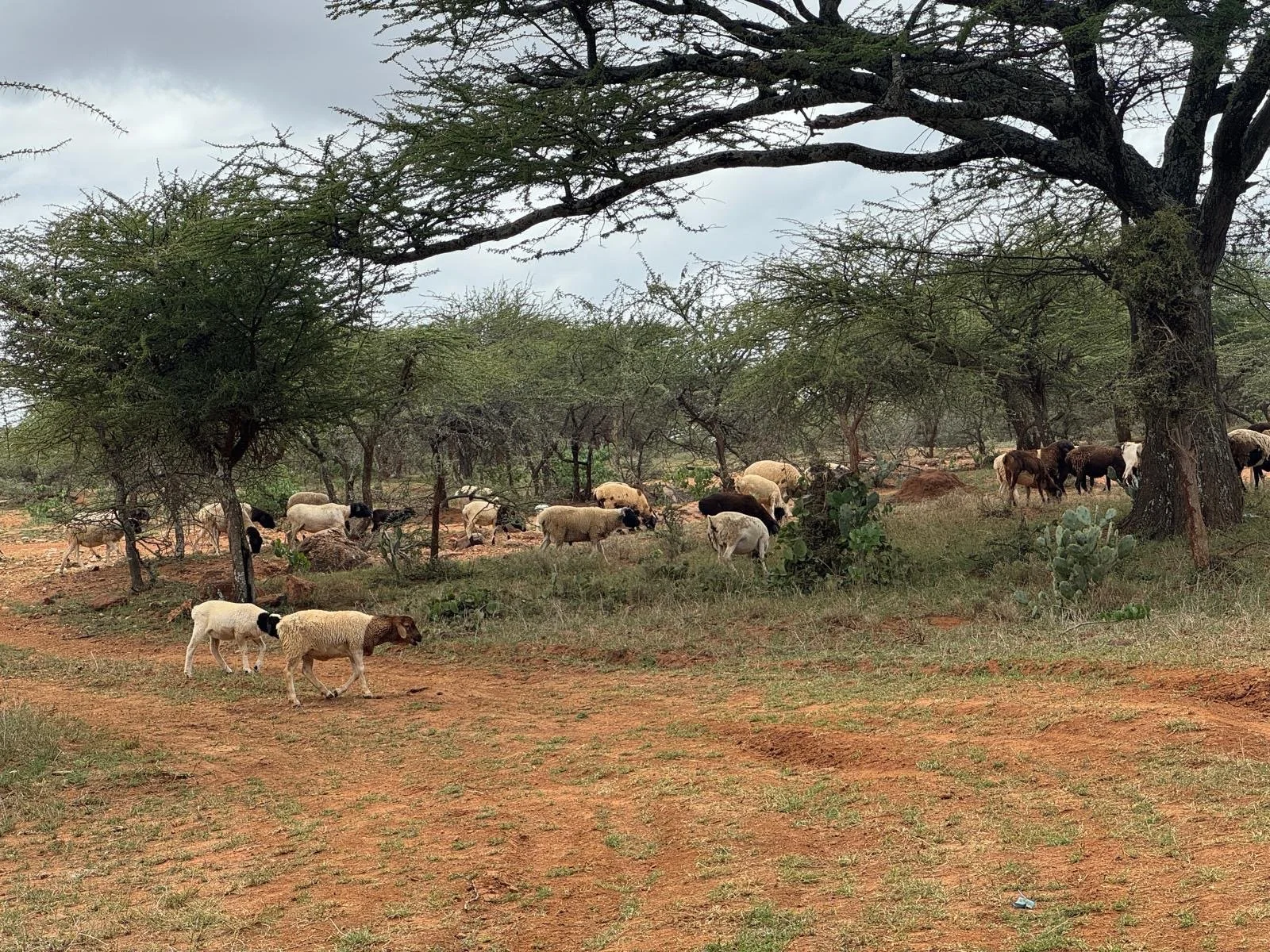 Sheep grazing under trees in a savannah landscape with cloudy sky.
