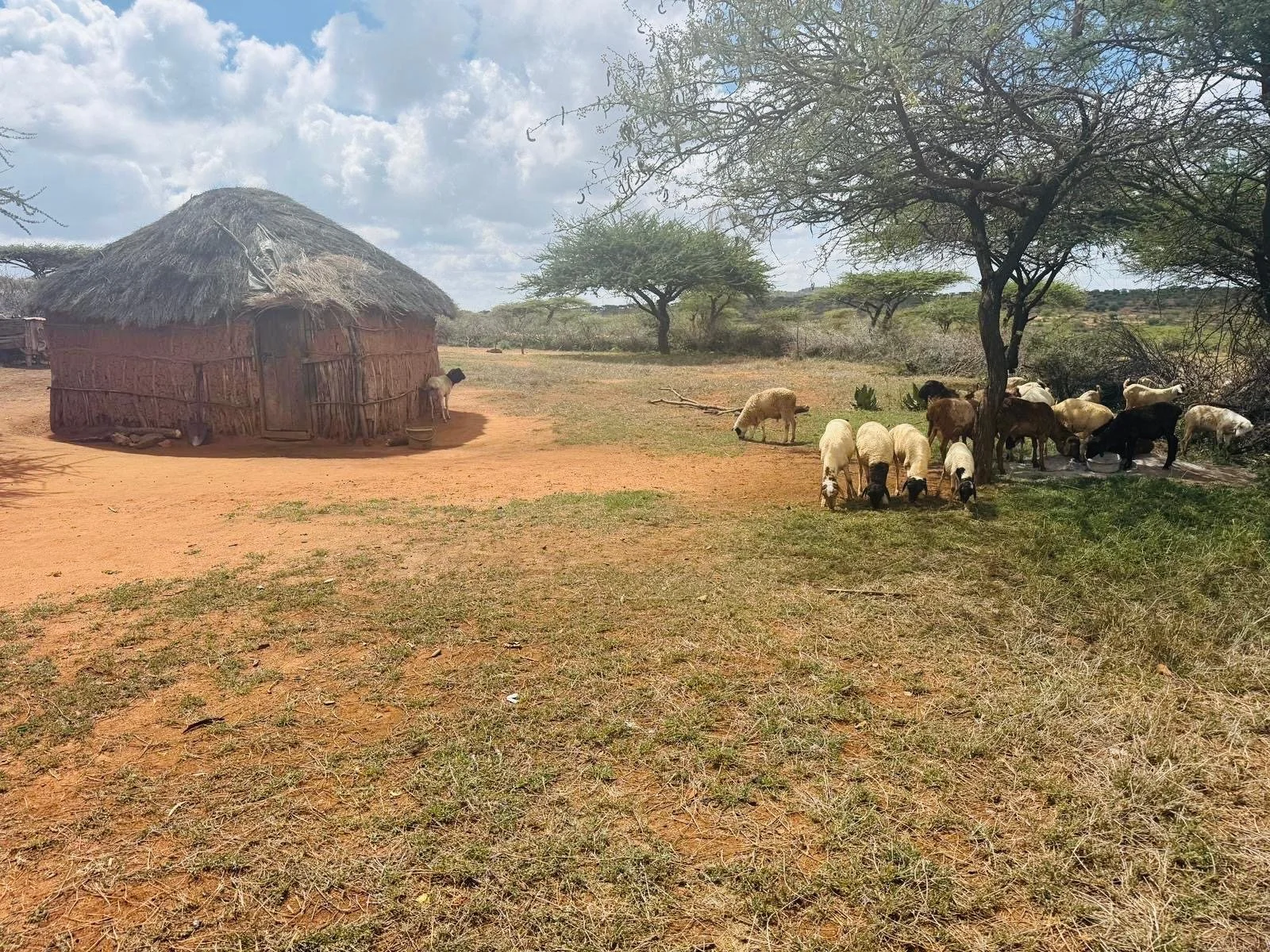 A rural scene with a thatched mud hut on the left and a group of goats and sheep under a large, spreading tree on the right. The landscape is dry with sparse grass and trees, under a partly cloudy sky.