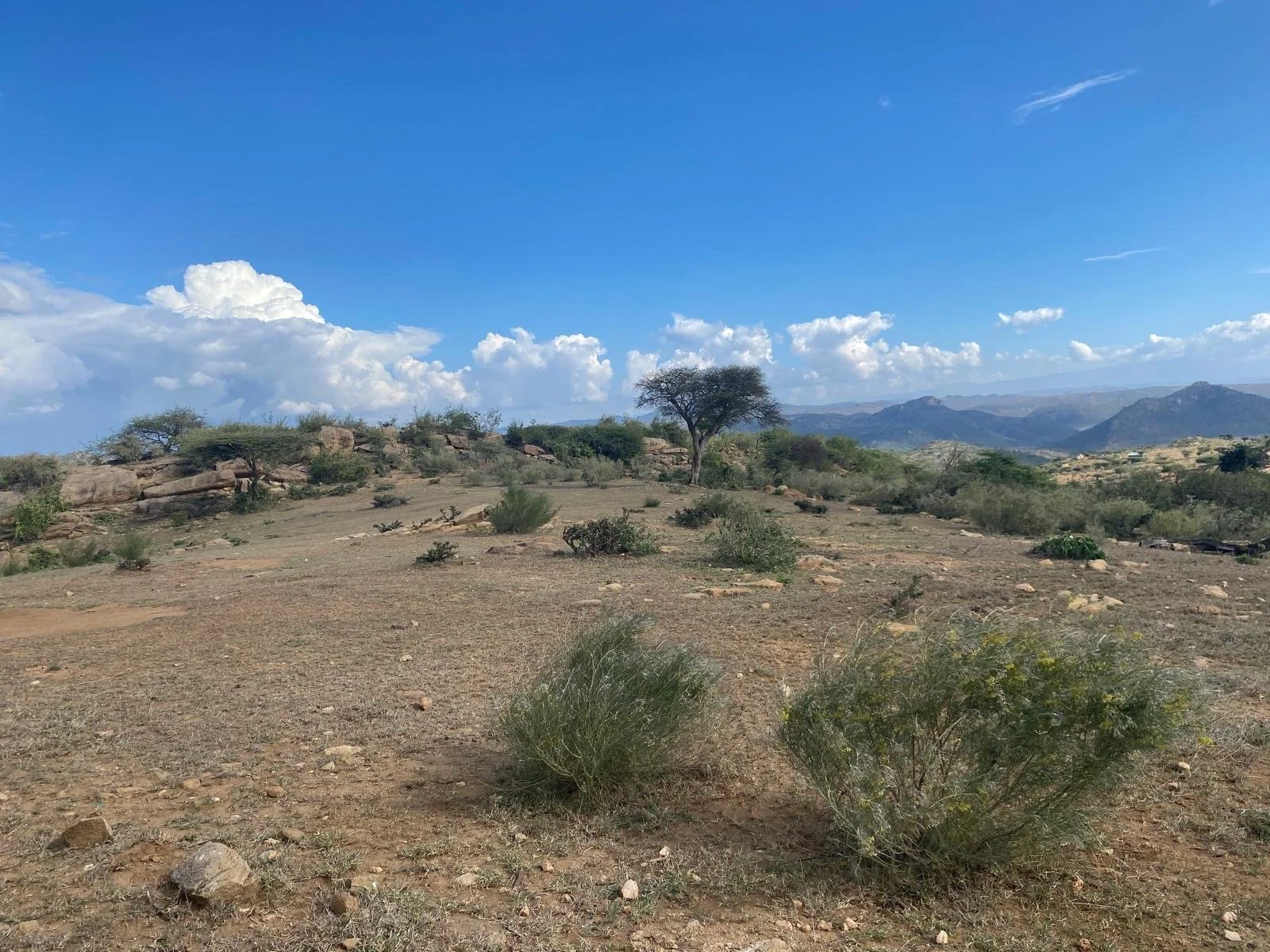 A dry, arid landscape with sparse bushes and a few trees under a mostly clear blue sky with some clouds and mountains in the background.