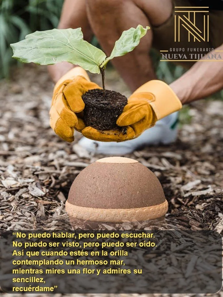 Urnas Ecológicas Amigables con el Medio Ambiente