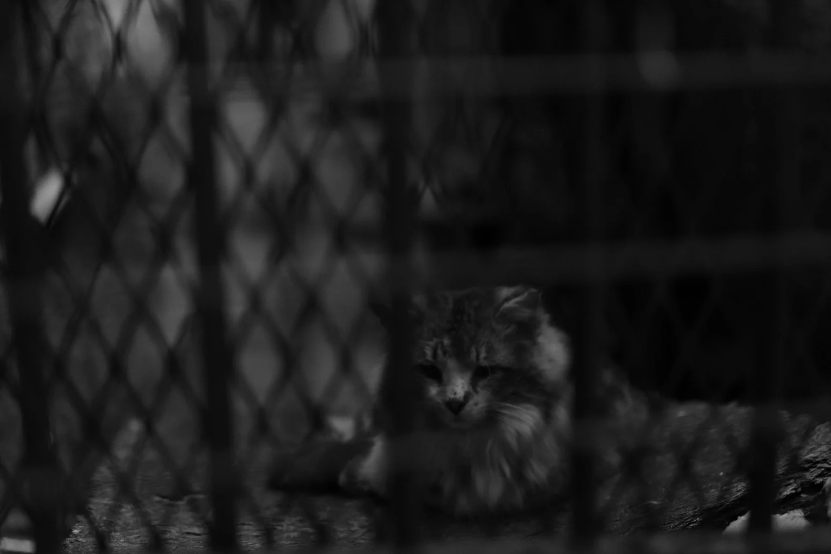 IMG_6404.jpeg