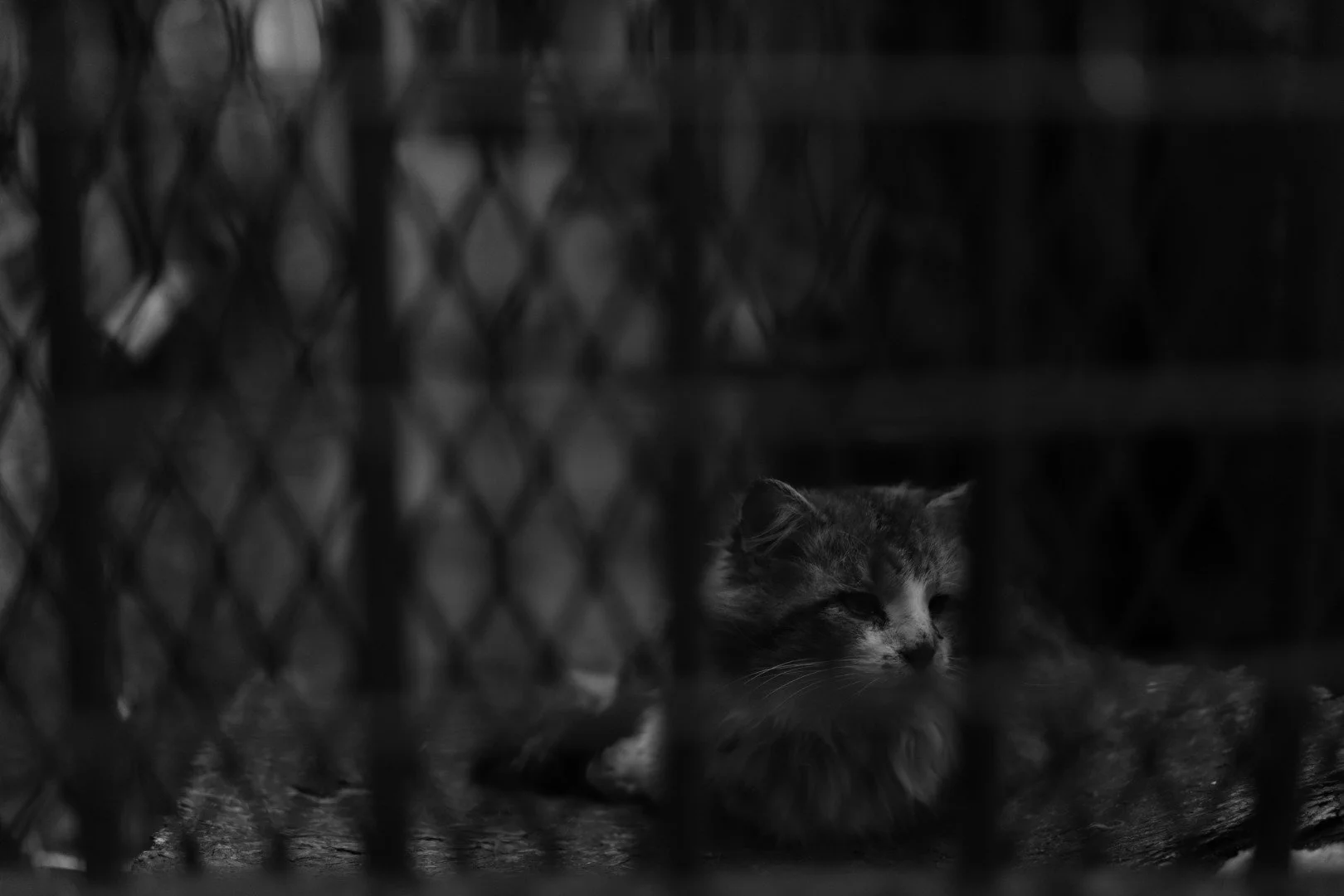 IMG_6406.jpeg