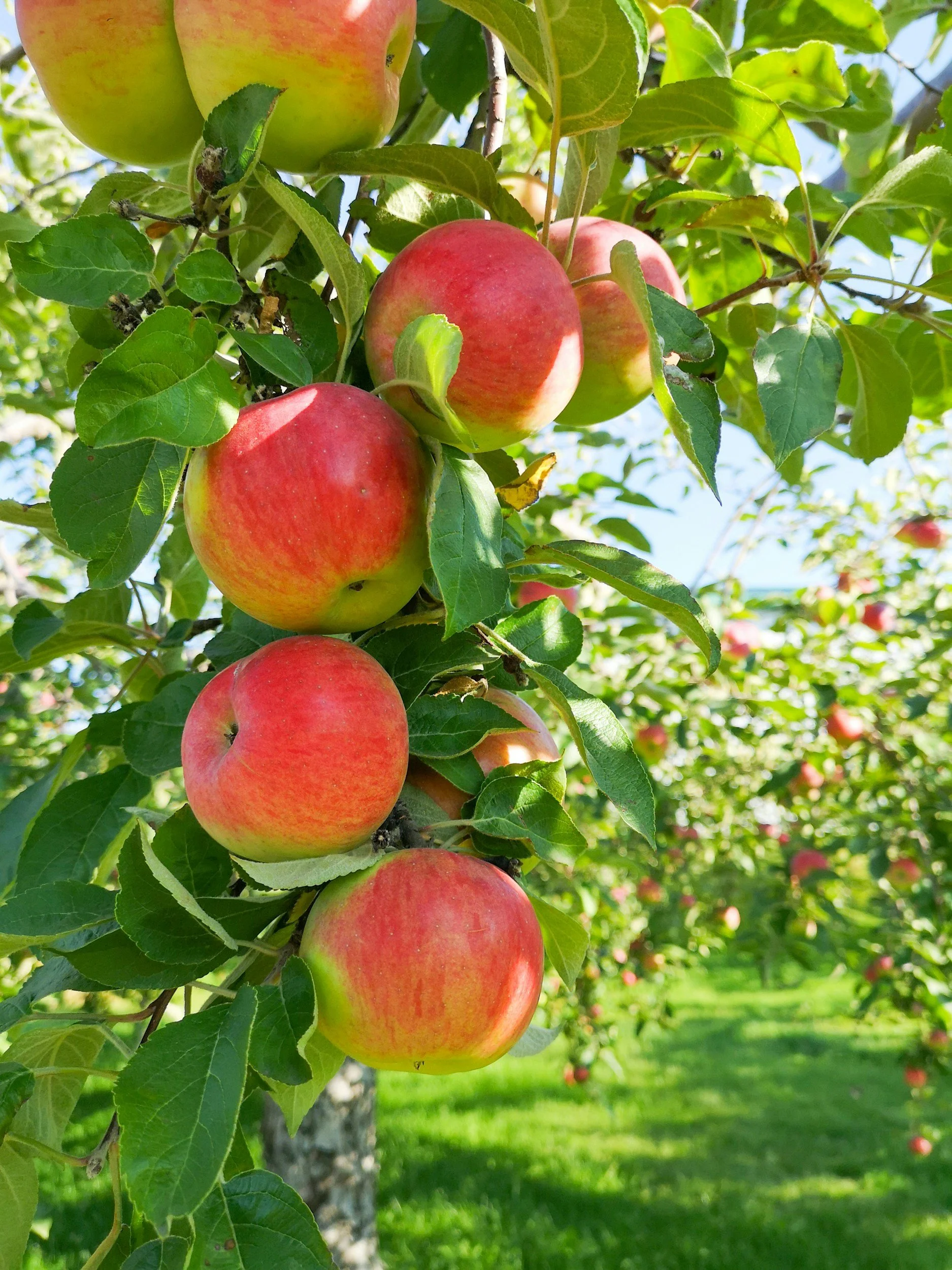 Cluster of Bigger, Better Fruit hanging on an apple tree with green leaves in an orchard.