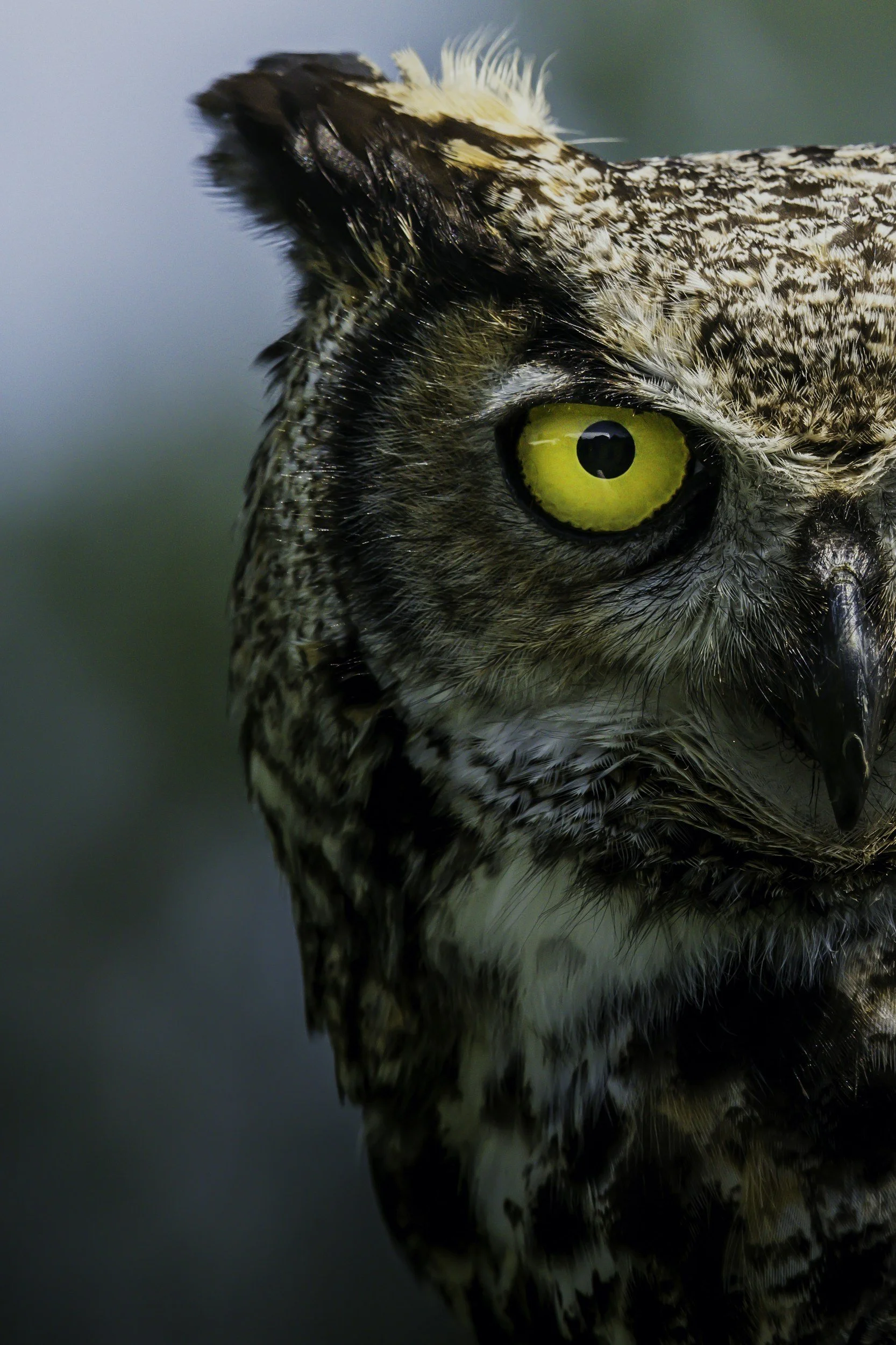Close-up of a detailed owl face with yellow eyes and intricate feather patterns.
