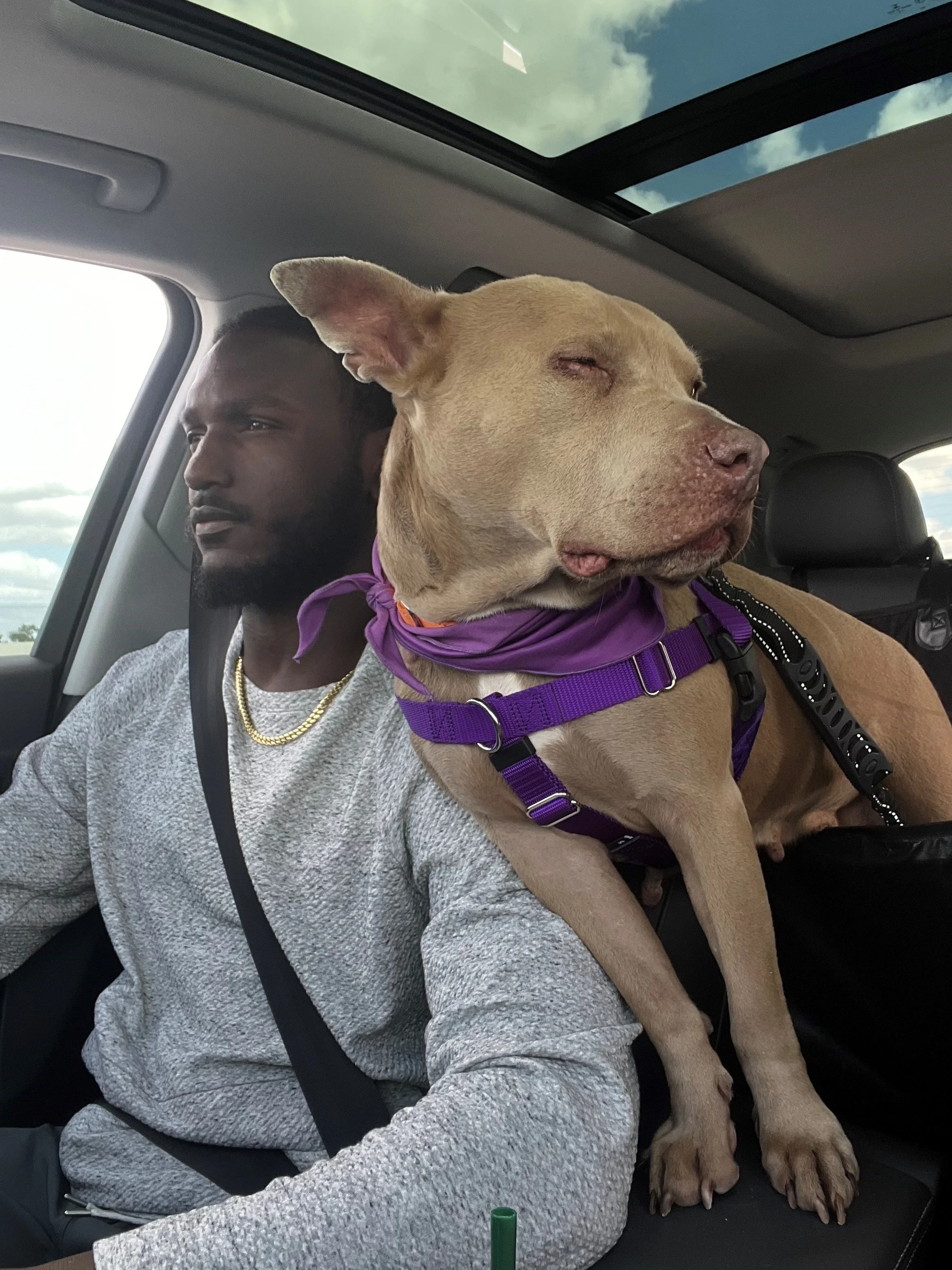 A man and a tan dog with its eyes closed sitting in a car. The dog is wearing a purple harness and bandana. The car has a sunroof through which the sky with clouds is visible.