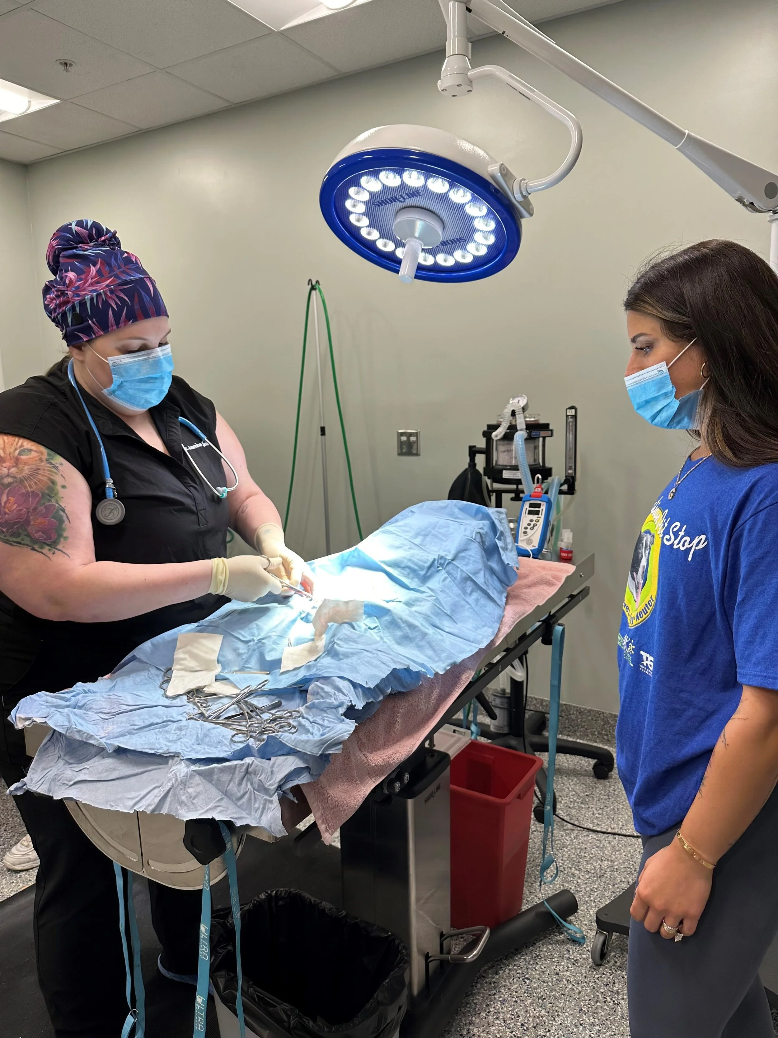 Veterinarian performing surgery on a small animal, possibly a dog or cat, in an operating room. The veterinarian is wearing a surgical mask, gloves, and scrubs, while a woman in a blue shirt observes nearby. Surgical instruments are laid out on a ste