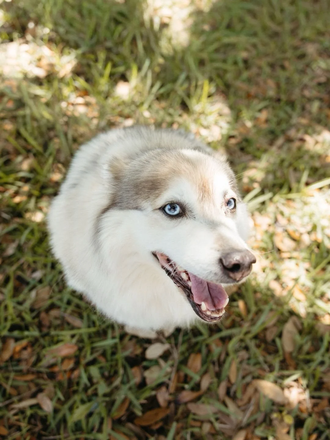 Swipe to meet Ghost. 🐺🐾 The dog who started it all.

He&rsquo;s lovable, playful &amp; quirky. Bringing Ghost home from a pet store was the beginning of our eyes being opened to the many differences between shopping for and adopting a dog. 

Wantin