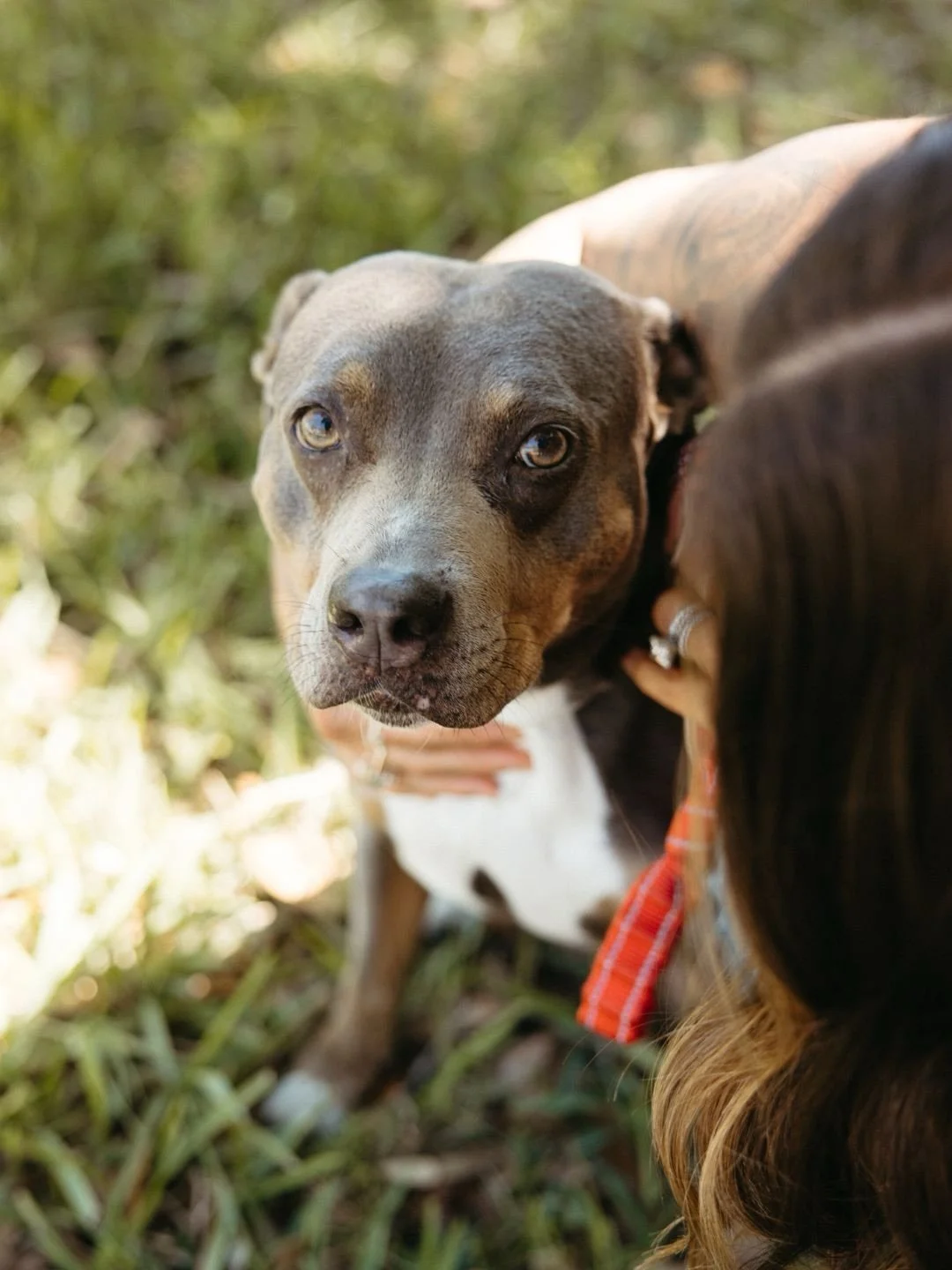 Meet Ziggy. 🤎🐾 The dog who showed us what a second chance really looks like.

Volunteering at a shelter after bringing Ghost into our family had us certain that we wanted to do things differently the second time around. We vowed to always adopt fro