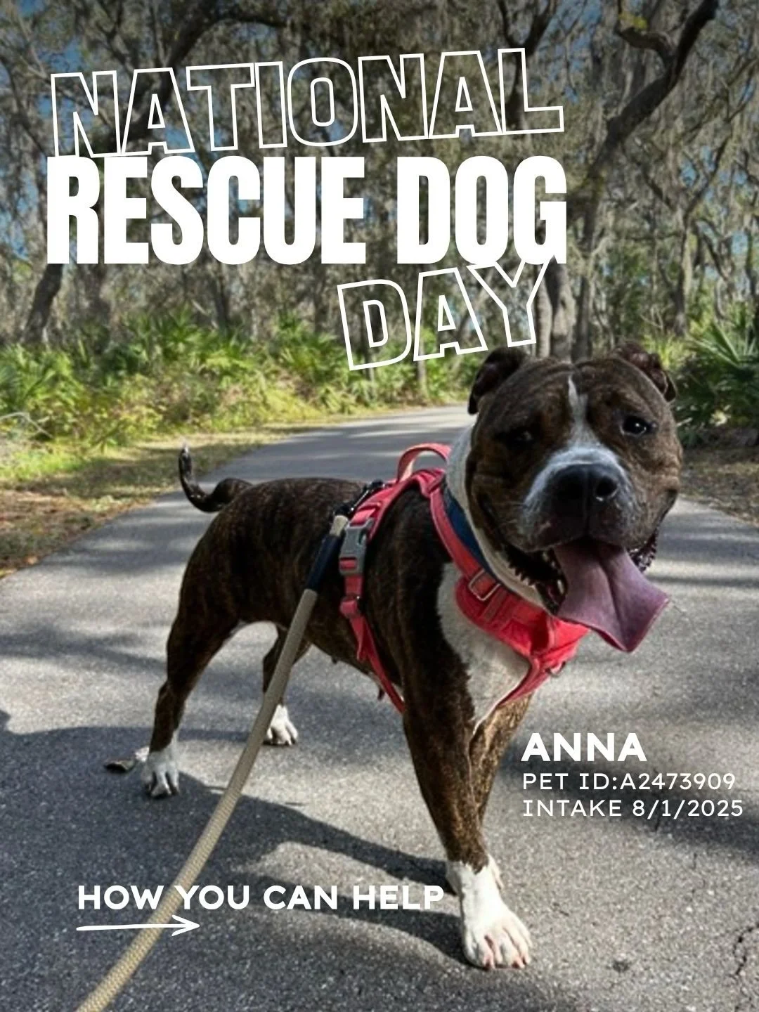 🐾 Swipe to see all the ways you can support the rescue dogs of Tampa Bay right now, including some very special faces from Hillsborough County Pet Resource Center who have been waiting way too long for their forever home.

Adoption is one of the mos