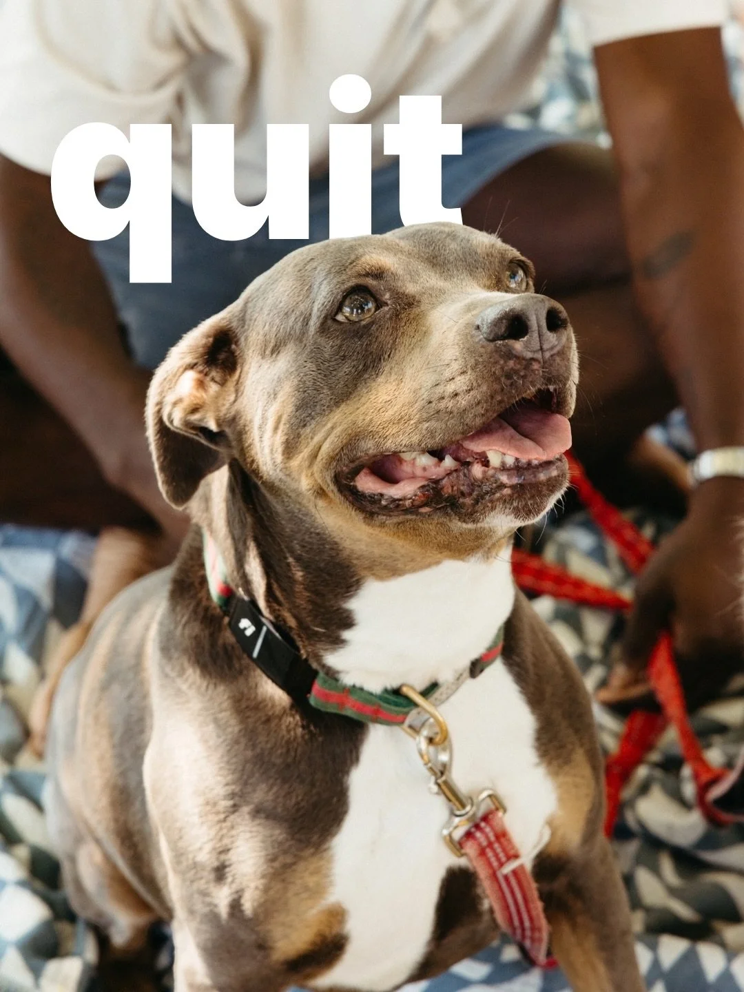 When Ziggy came home from the shelter, we thought we were the ones giving her a second chance. Turns out, she&rsquo;s been teaching us ever since.

So many pit bulls are judged by their past or their reputation before anyone gets to know them. Ziggy 