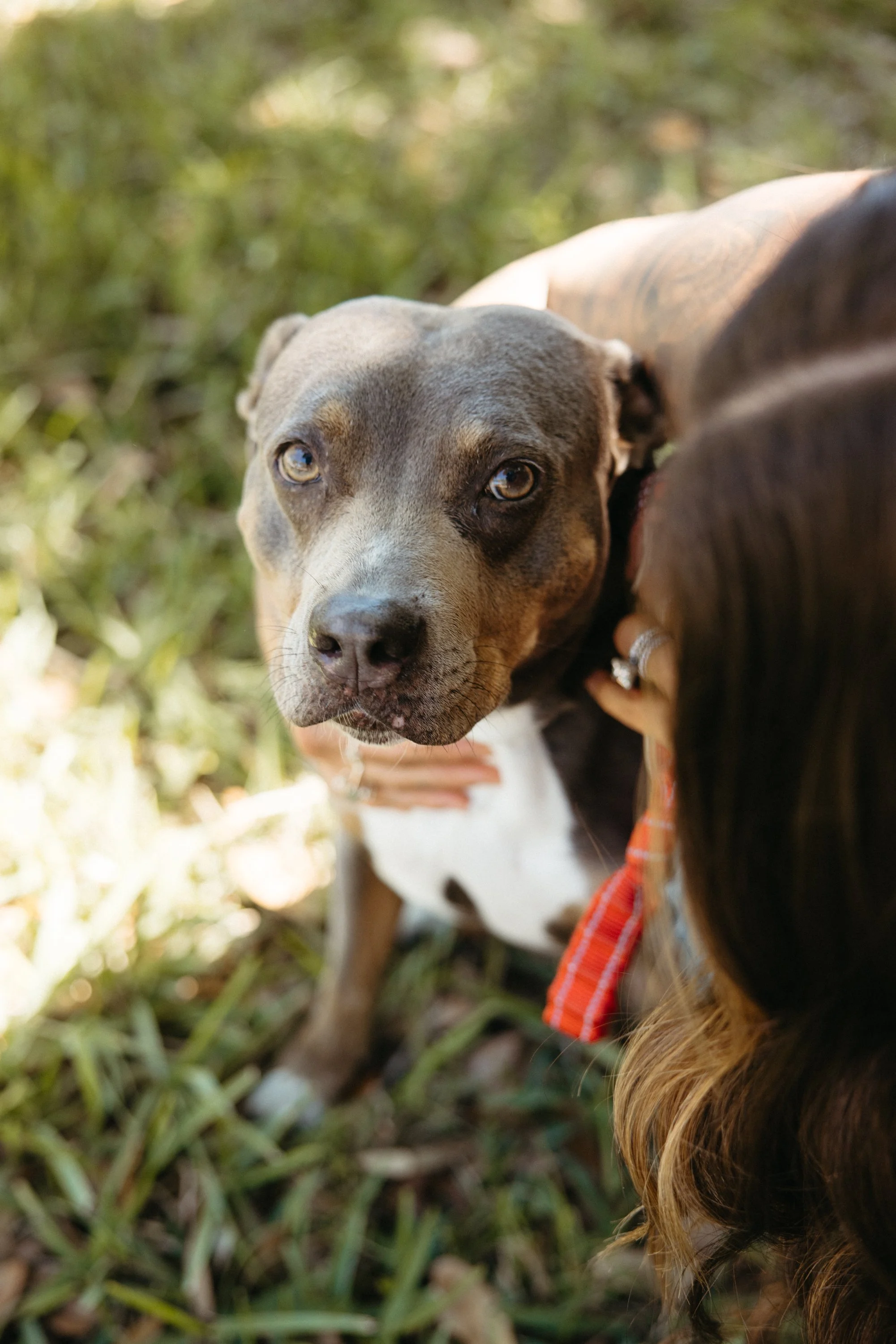 Close-up of a brindle and white dog with blue eyes outdoors, with a person partially visible on the right.