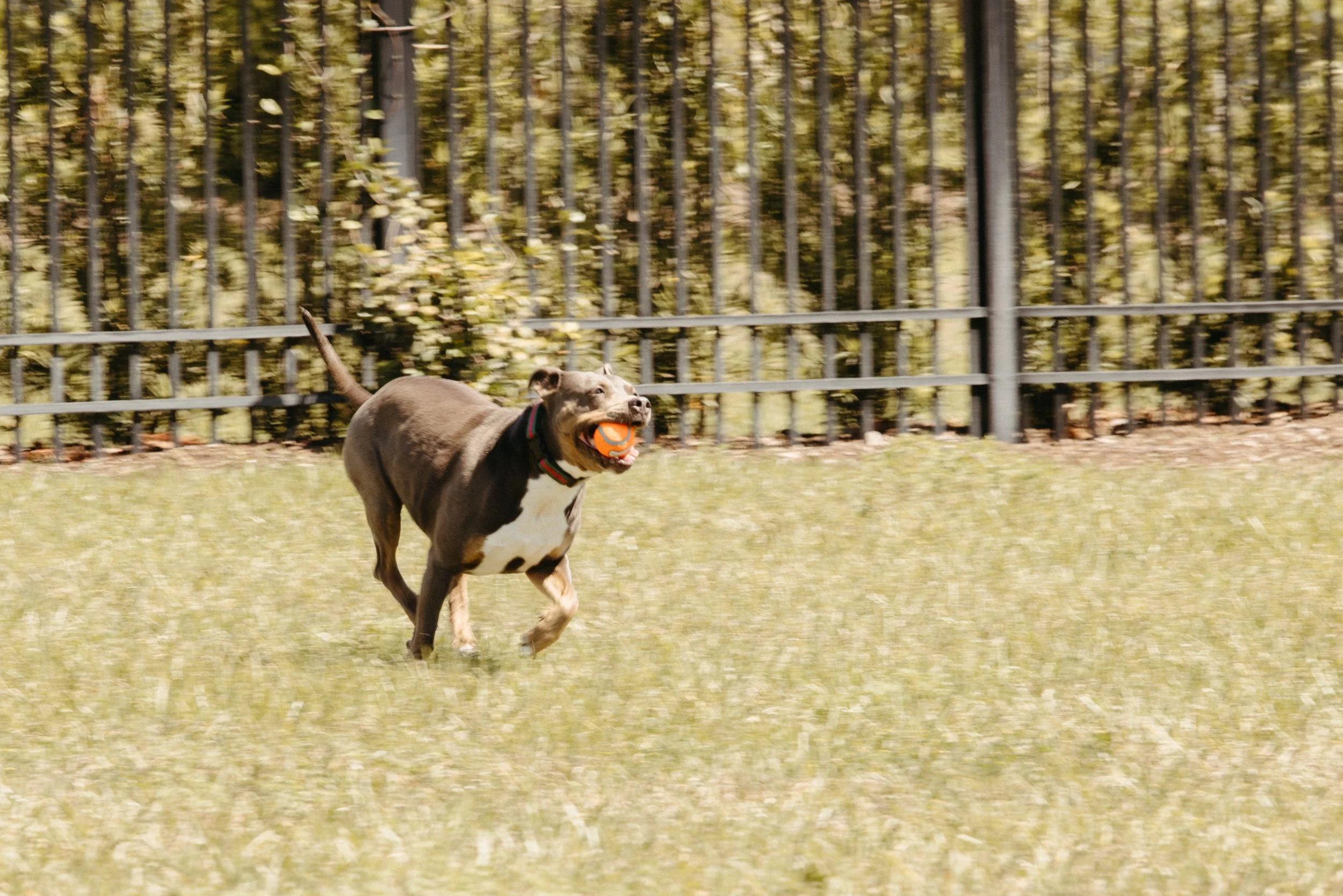 Dog running on grass field holding an orange ball in its mouth, fenced area and trees in the background.