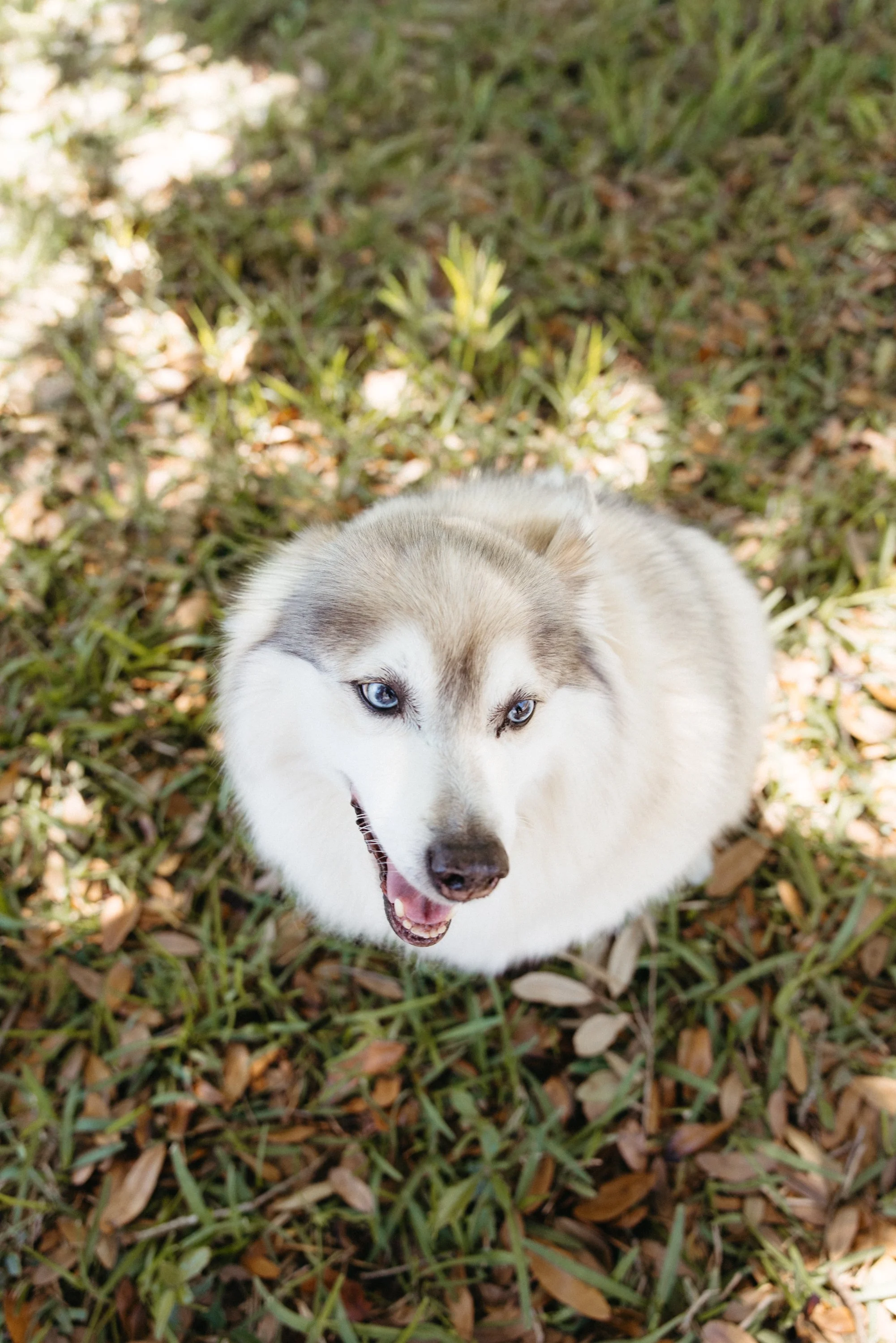 A Siberian Husky with blue eyes, sitting on grass with leaves and plants, looking up at the camera.