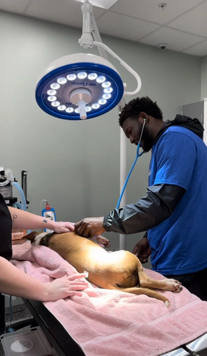 A veterinarian examining a dog lying on an examination table in a veterinary clinic. The dog is on a pink blanket, and a person is holding its paw. A veterinary light fixture is overhead.