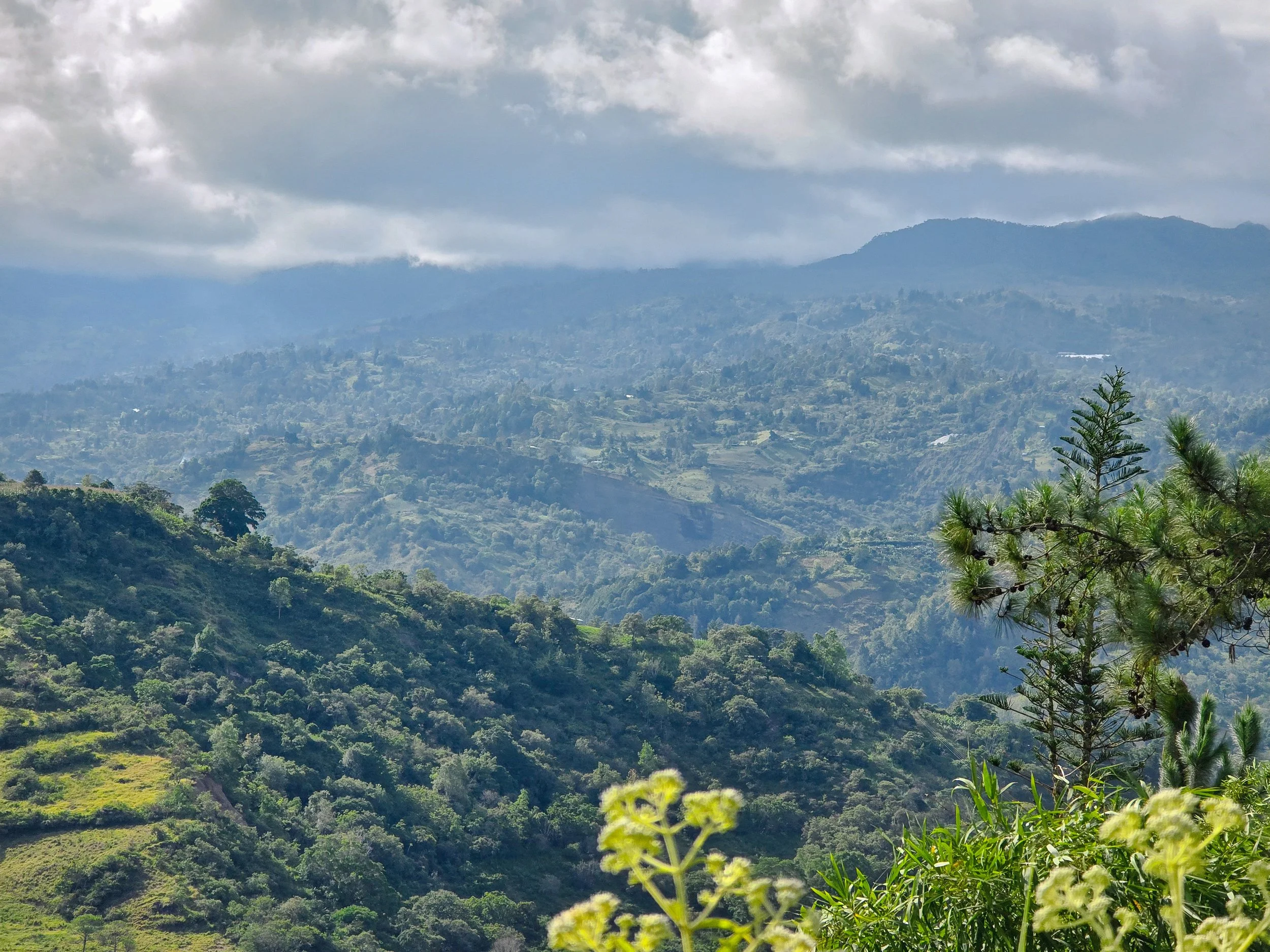 Scenic view of lush green mountains under cloudy sky with pine trees and wildflowers in foreground.
