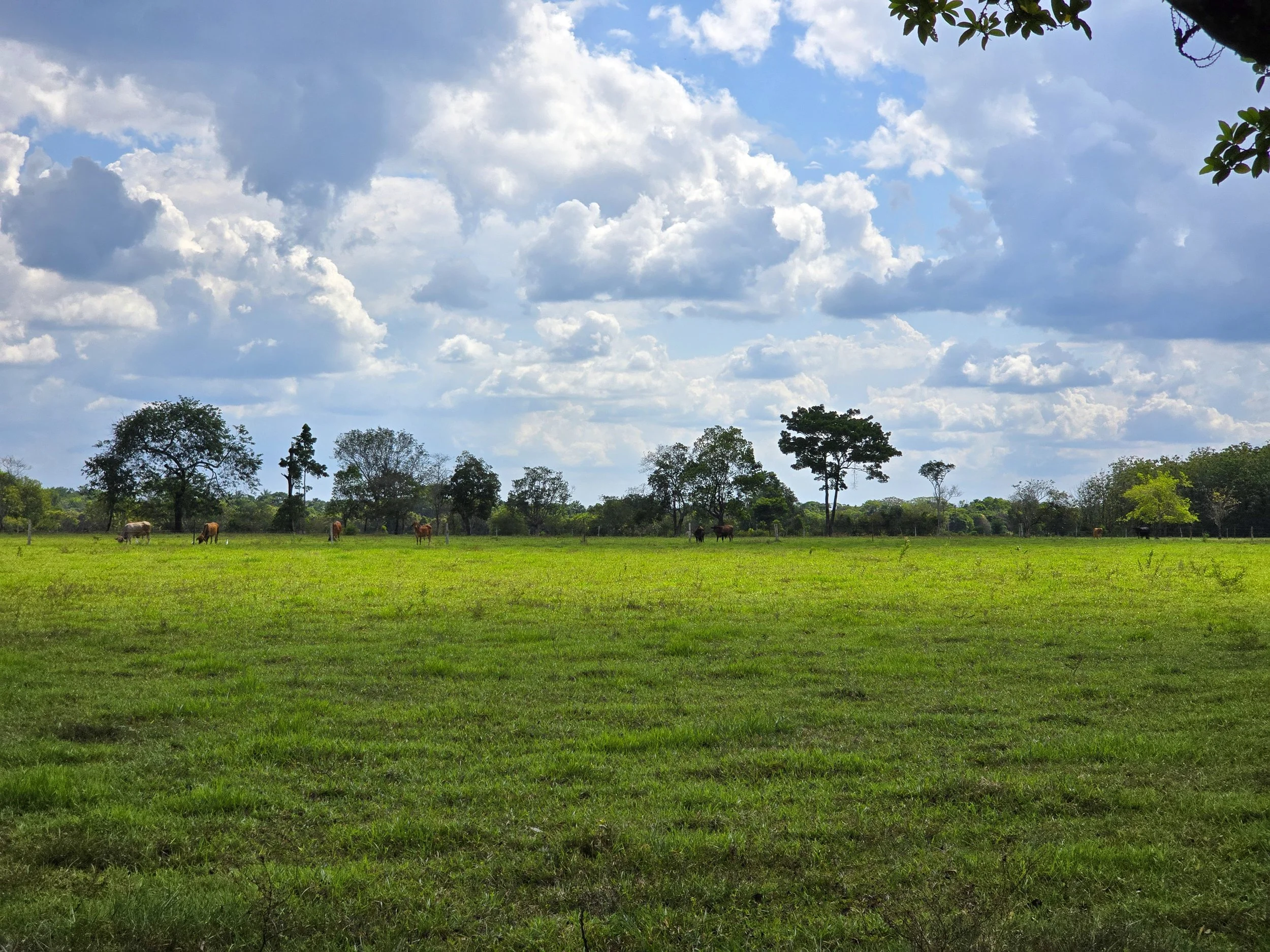 Green field with grazing cows and trees under a partly cloudy sky.
