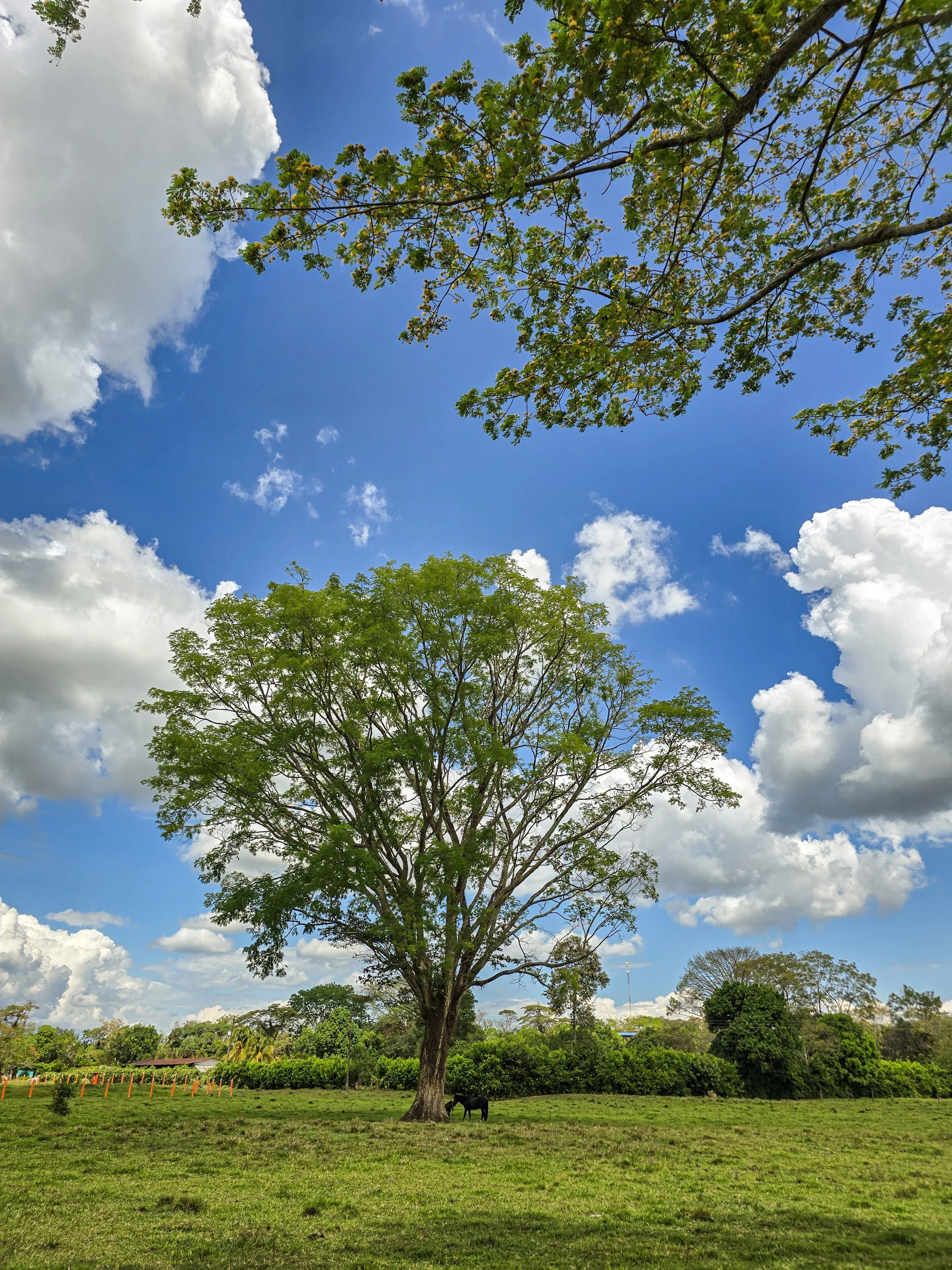 A large tree in a grassy field with a horse underneath, under a partly cloudy blue sky.