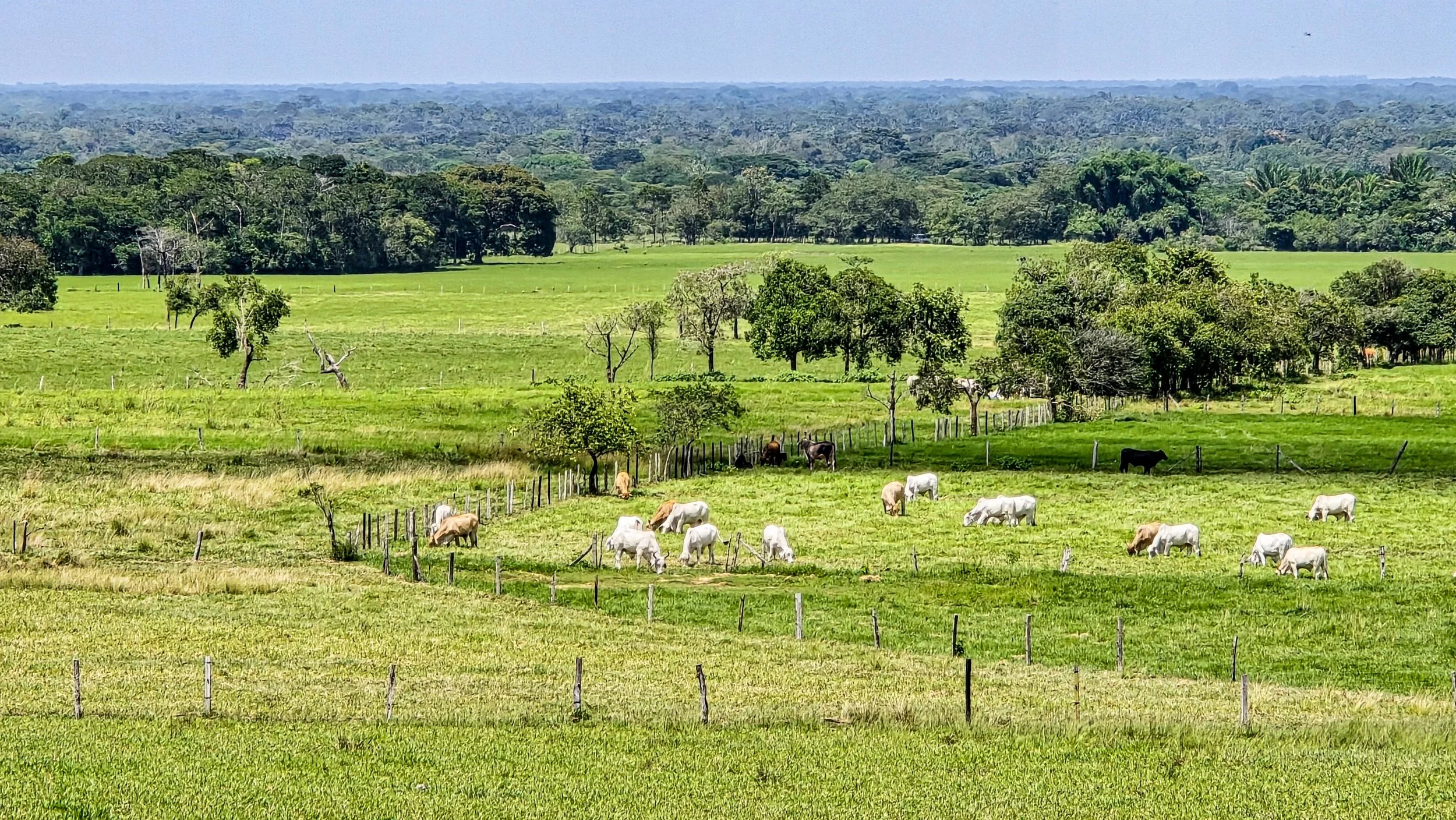 Green fields with cows grazing, scattered trees, and a distant forest under a partly cloudy sky.