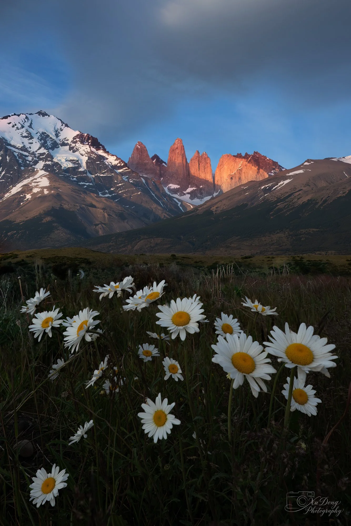 Fine art landscape photography of wild lilies and the Torres del Paine at sunrise time, Torres del Pain National Park, Chilean Patagonia