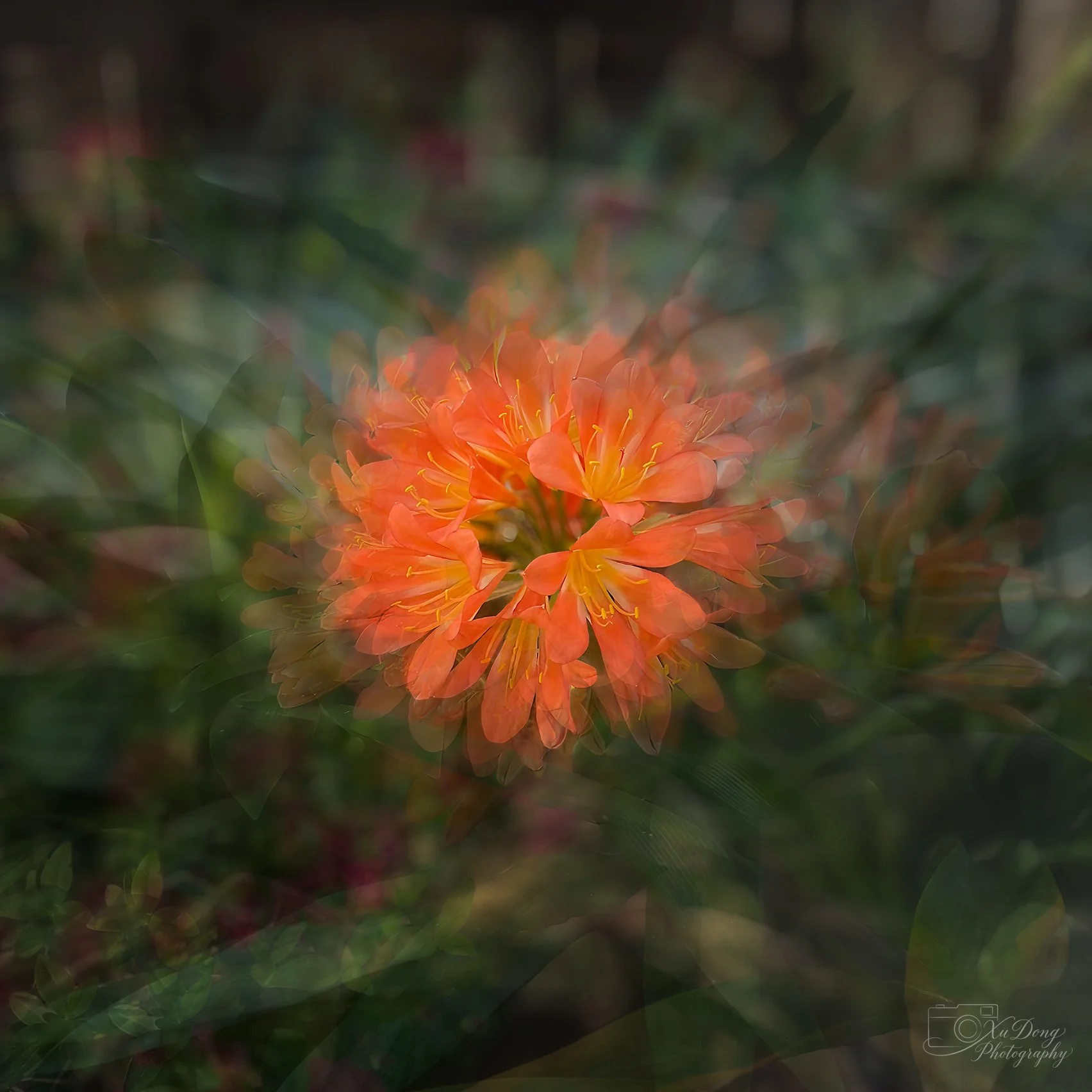 Impressionist nature study focusing on soft lighting and the organic geometry of plant life.