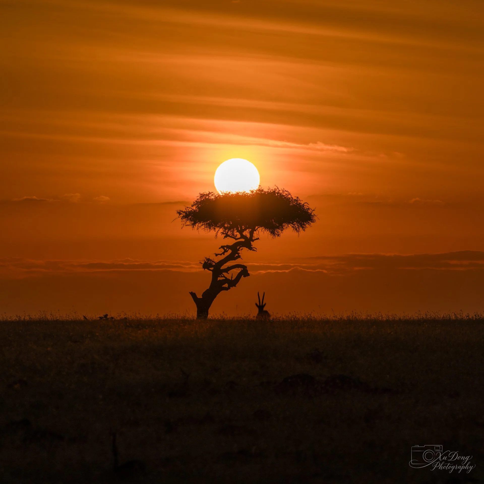 The iconic silhouette of a solitary acacia tree against a fiery African sunset