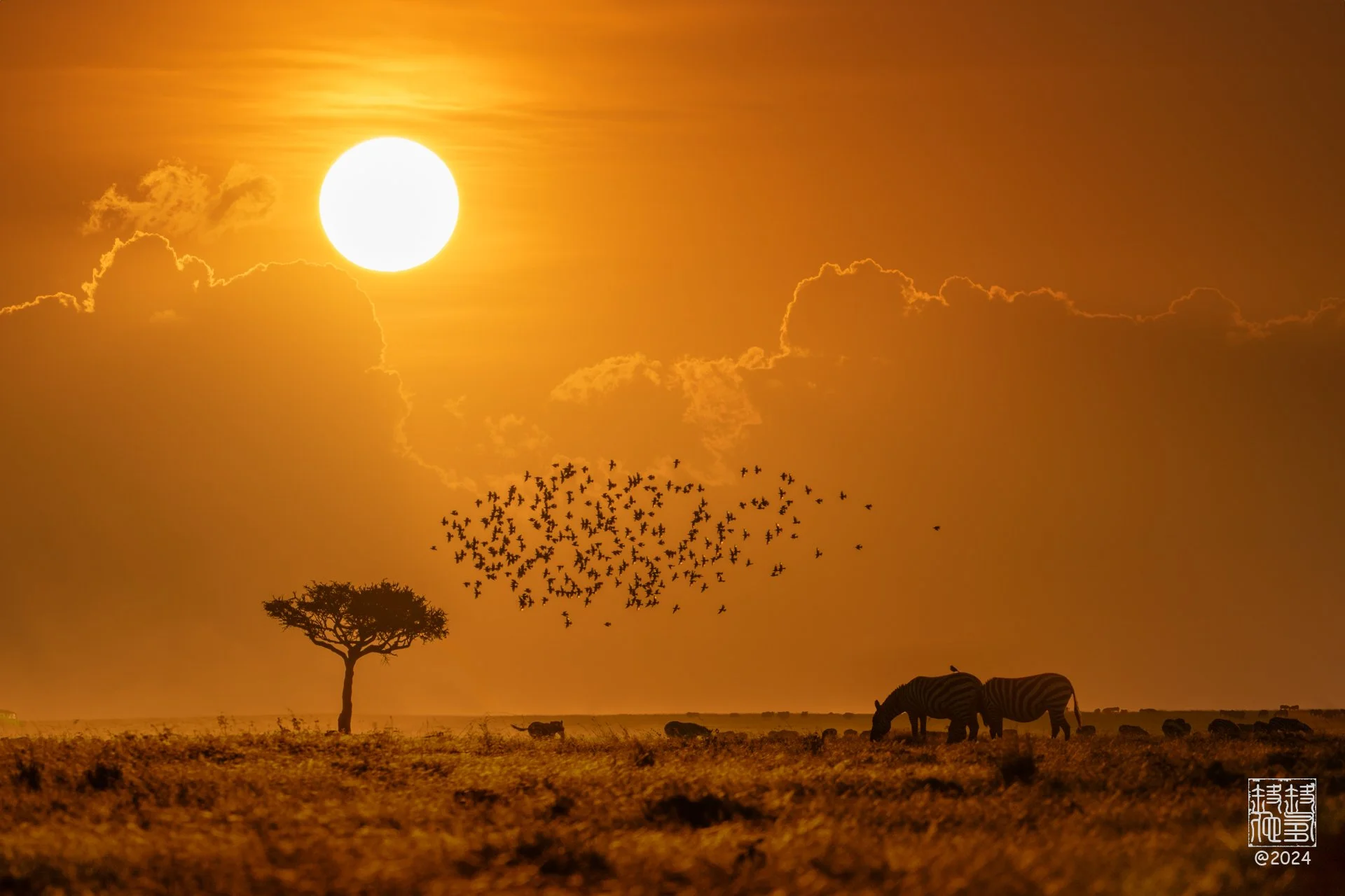 The Decisive Minute: A Golden Silhouette in Naboisho