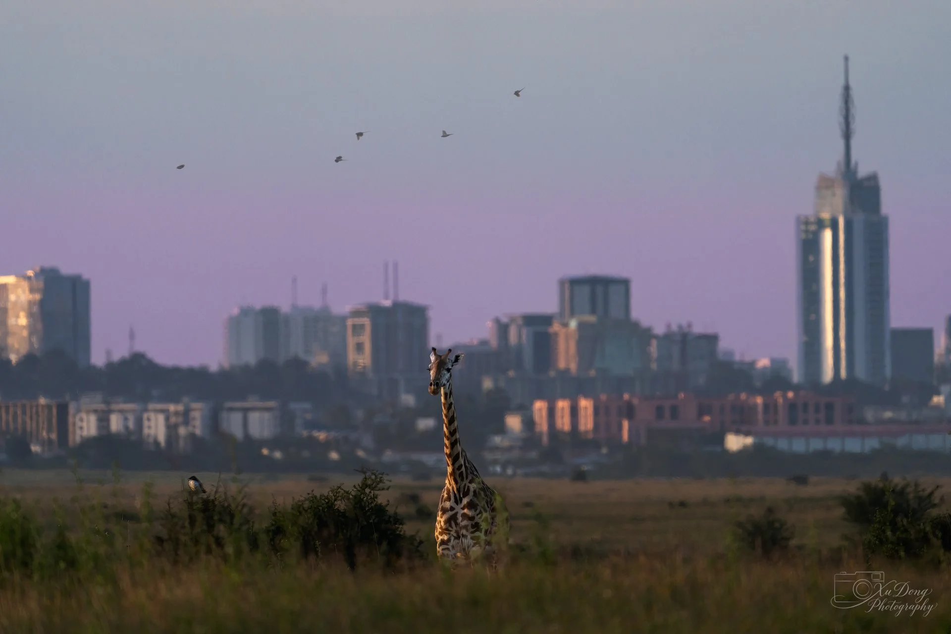 A striking contrast between a graceful giraffe and the modern Nairobi city skyline