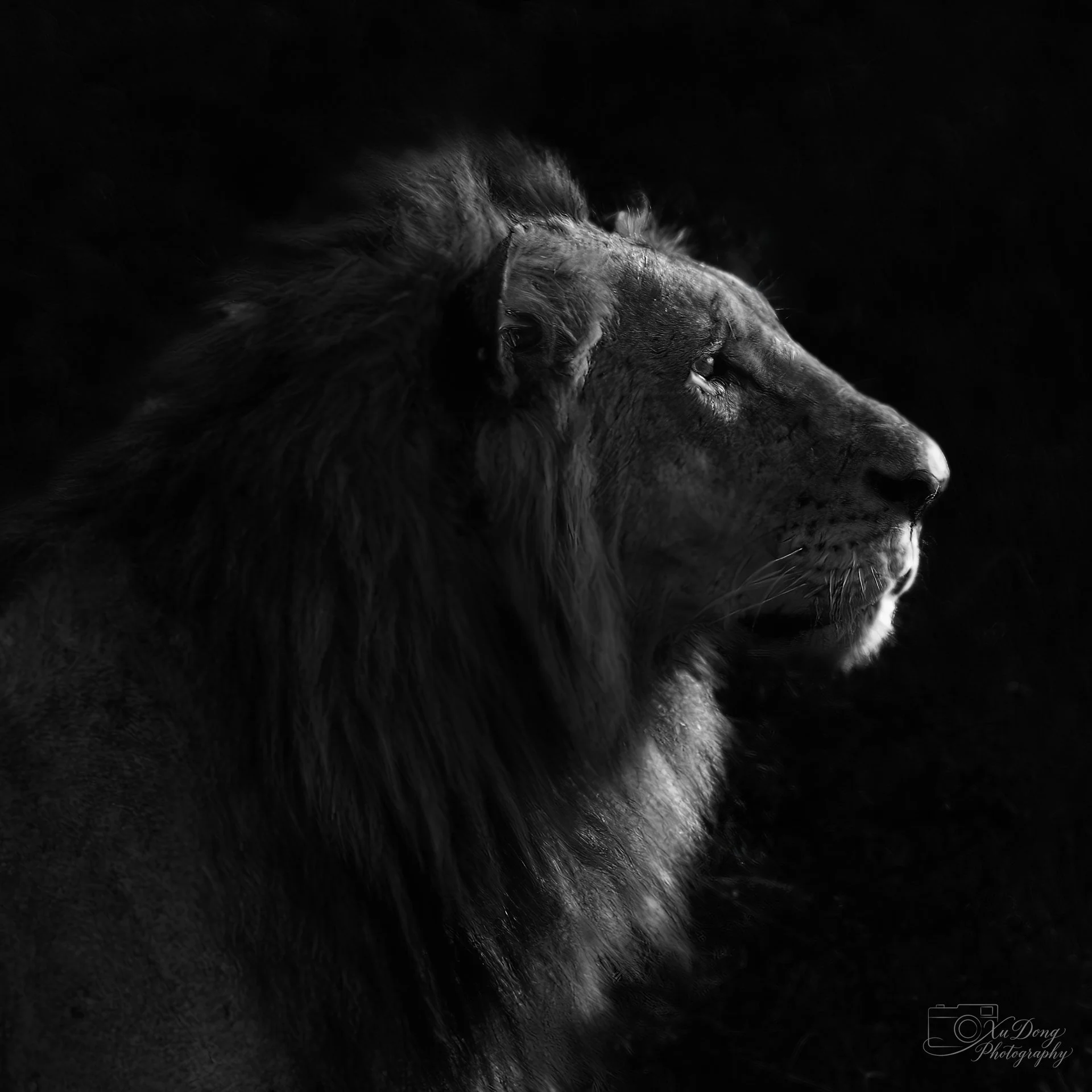 An intense, cinematic portrait of a male lion, showcasing its majestic mane