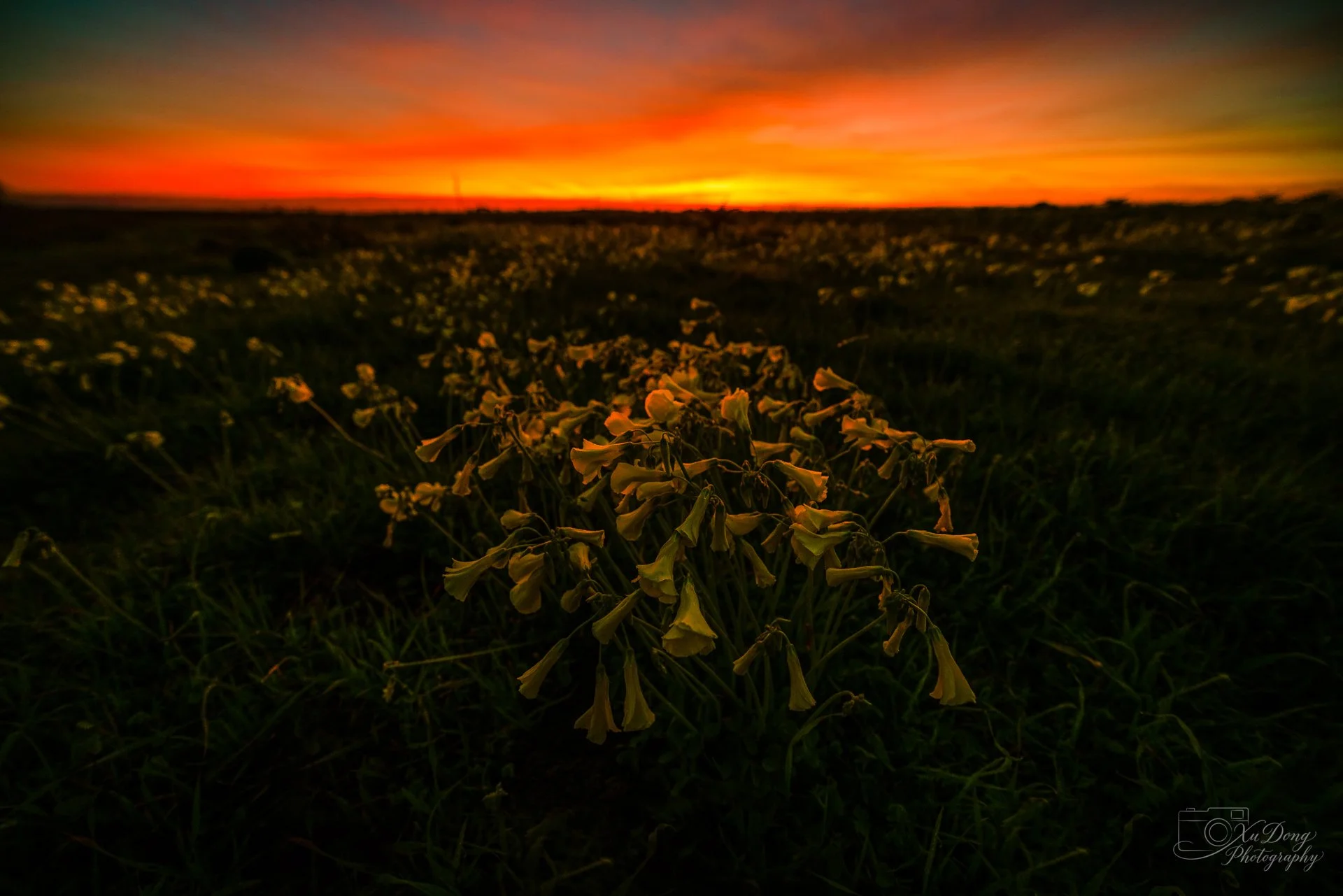 Sunset light reflecting off vibrant wildflowers along the Davenport shoreline