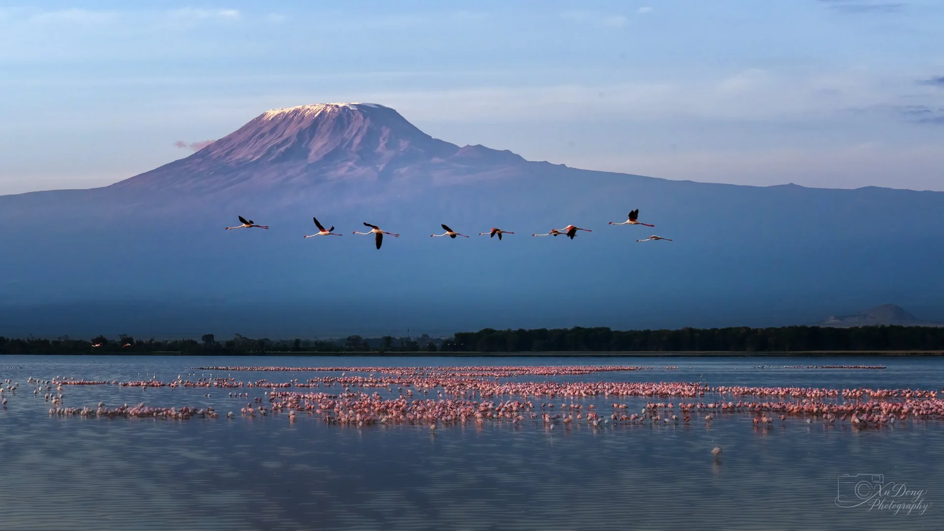 A vibrant flock of flamingos taking flight against the backdrop of Mount Kilimanjaro