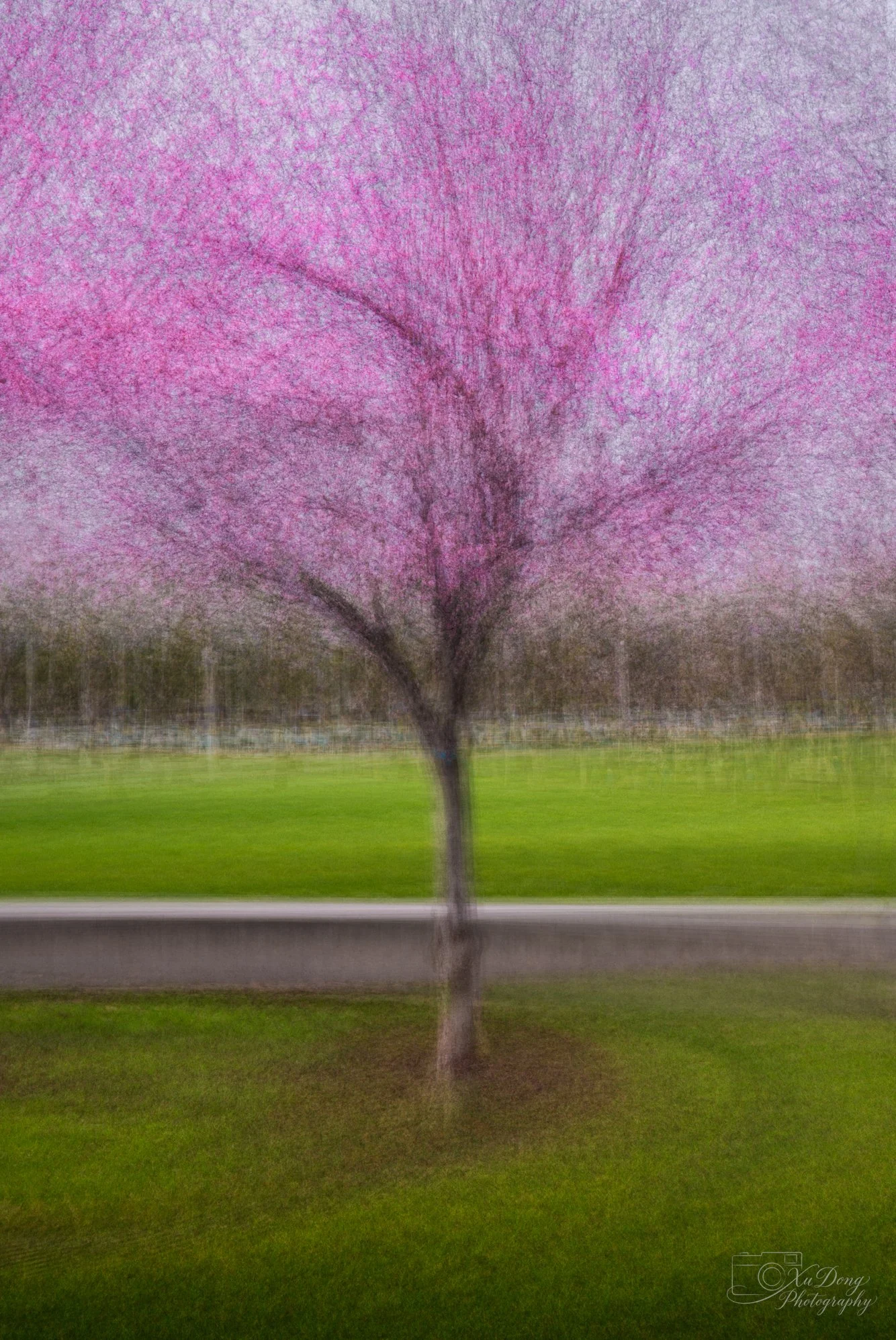 Fine art impressionist photography capturing the ethereal, delicate quality of cherry blossoms in soft light.