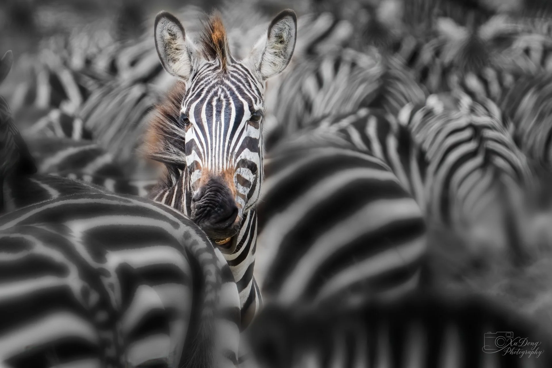 A close-up portrait of a zebra, highlighting the beautiful patterns of the her