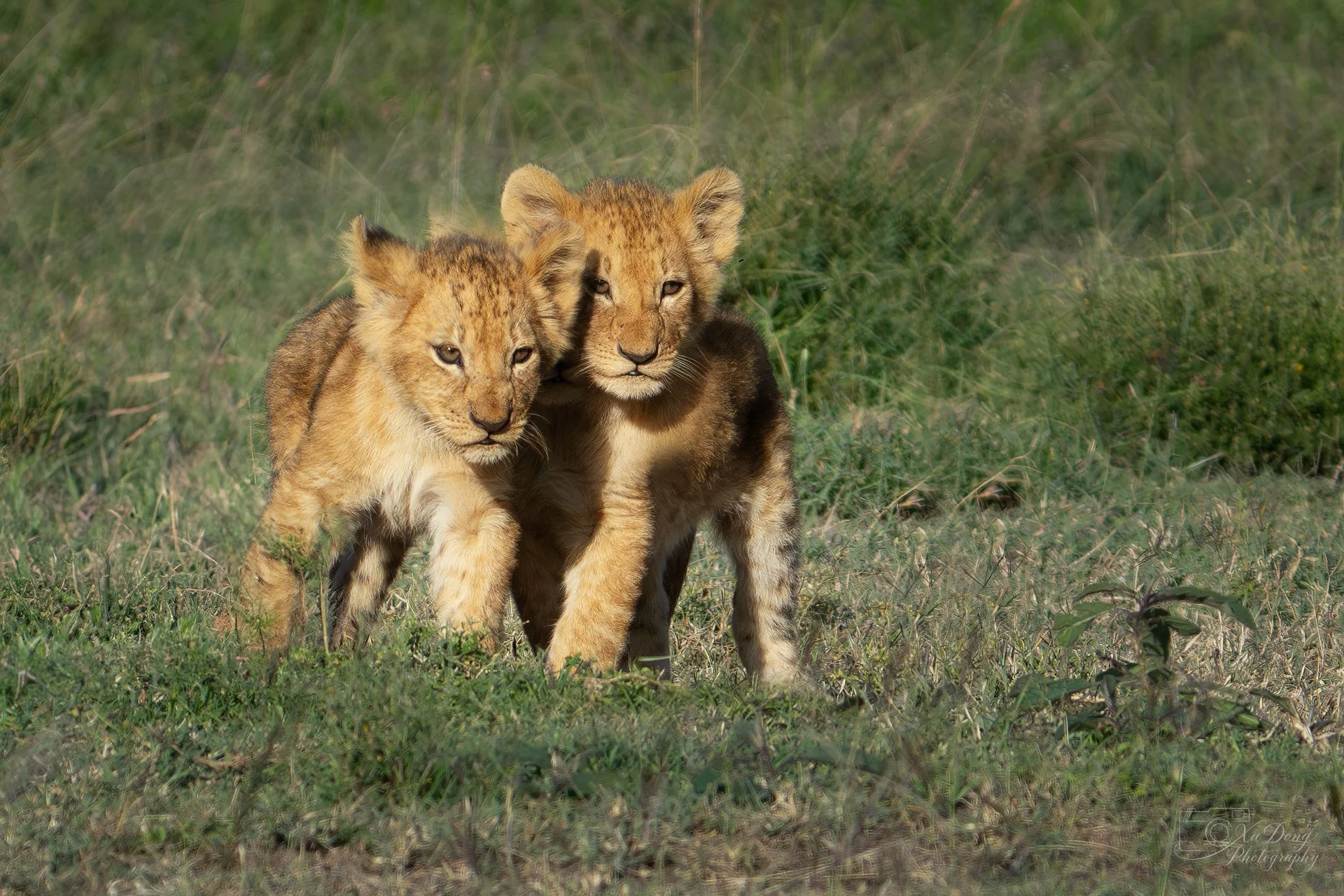 Two playful lion cubs exploring the wild environment of the Masai Mara