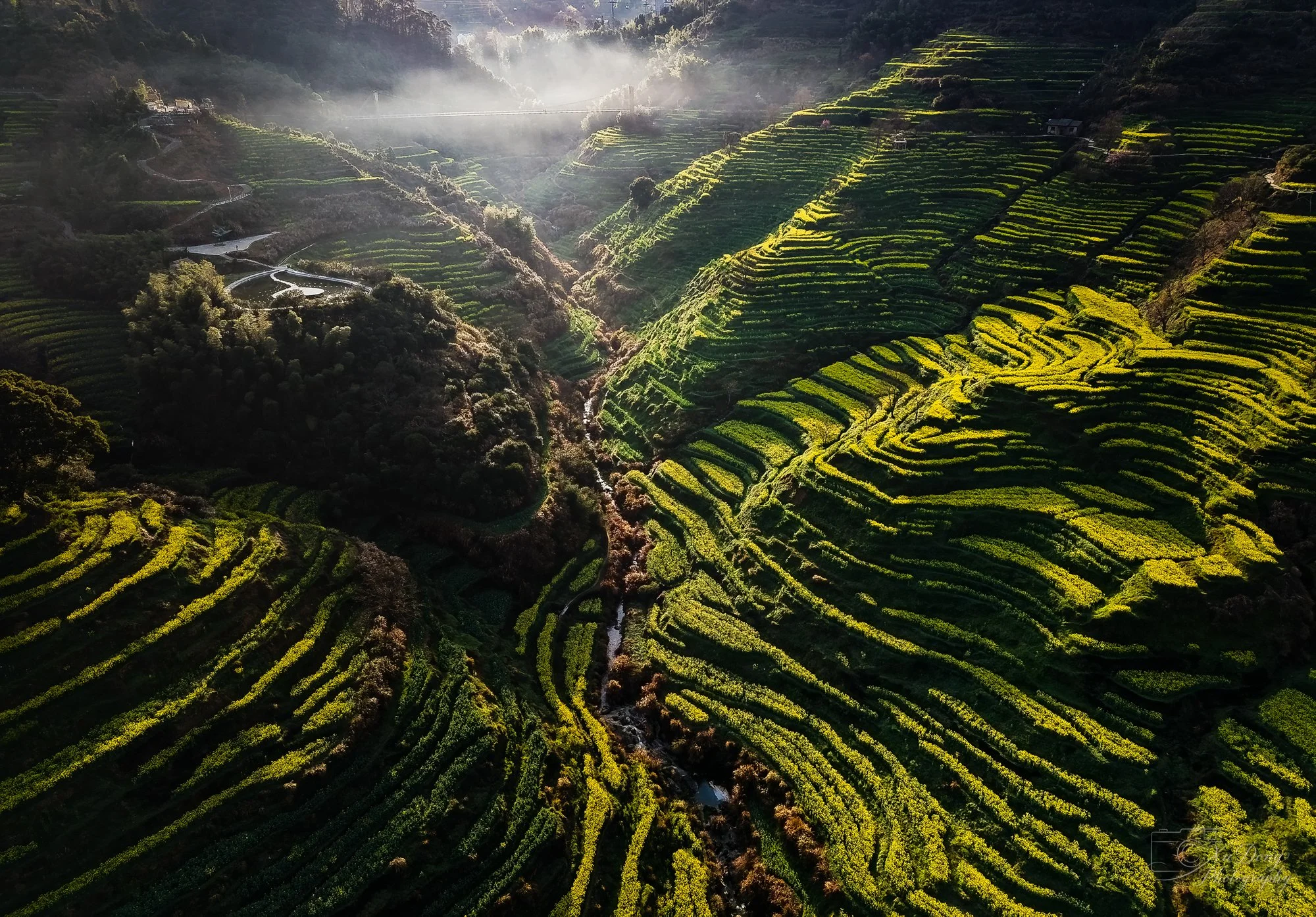 A vivid landscape of yellow flower terraces at the foothills of Huangshan, bridging the valley with the mountain peaks above