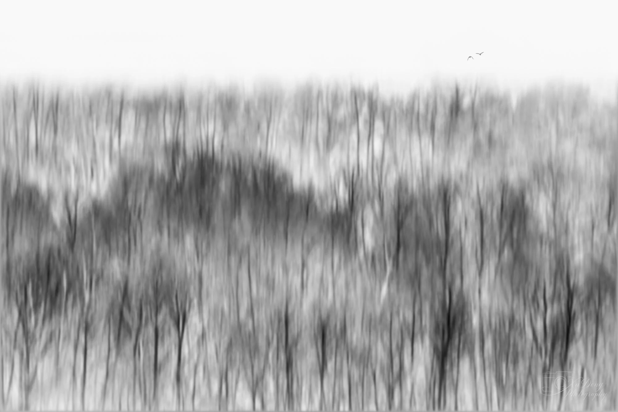 Fine art black and white landscape photography; a study in contrast, texture, and forest form