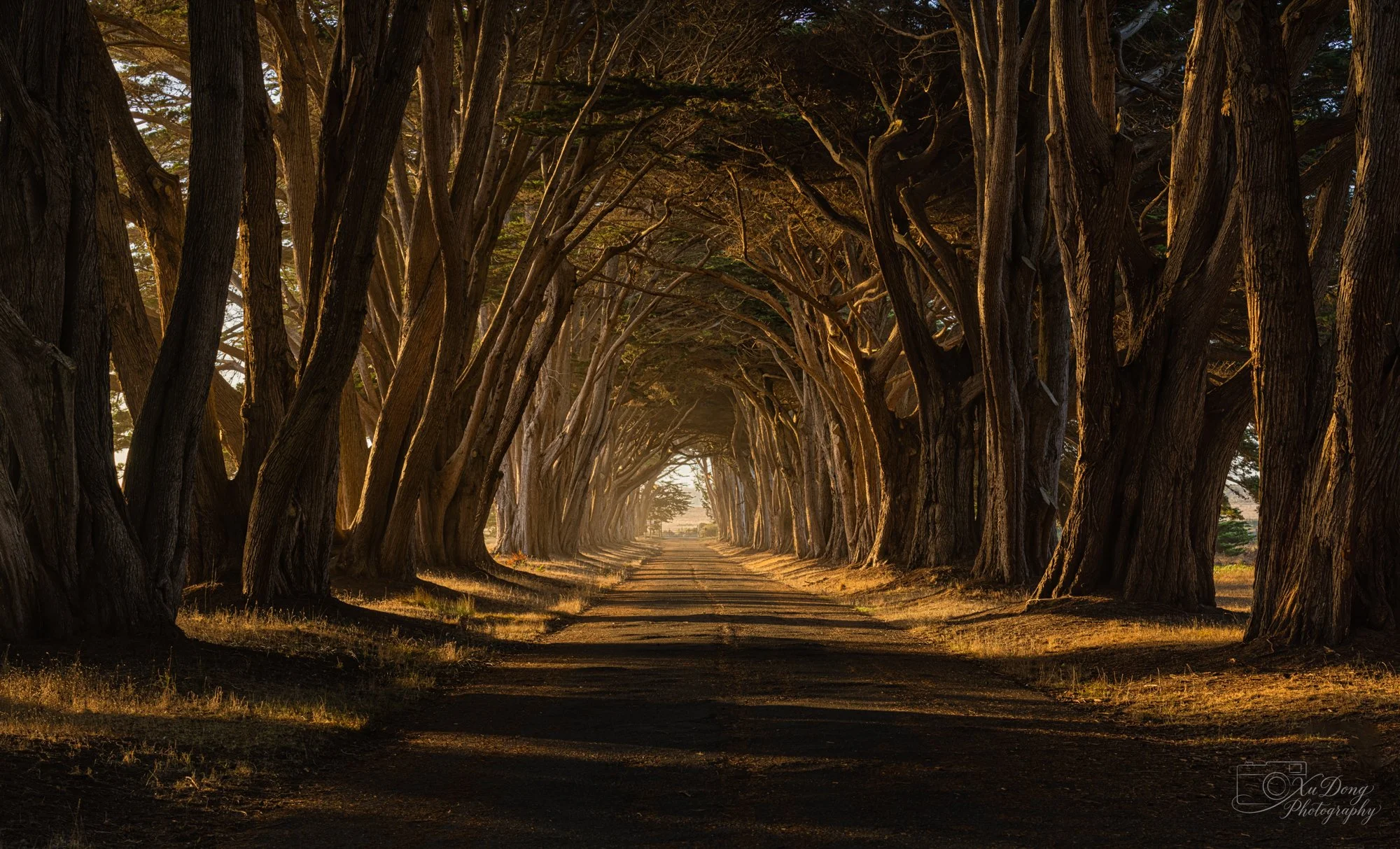 Iconic cypress tree tunnel on the California coast.