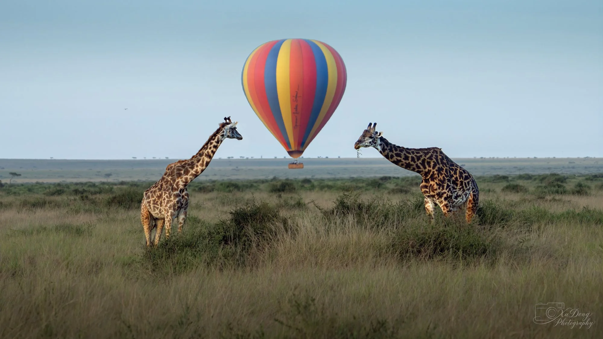 Two giraffes in the foreground with a colorful hot air balloon drifting over the plains