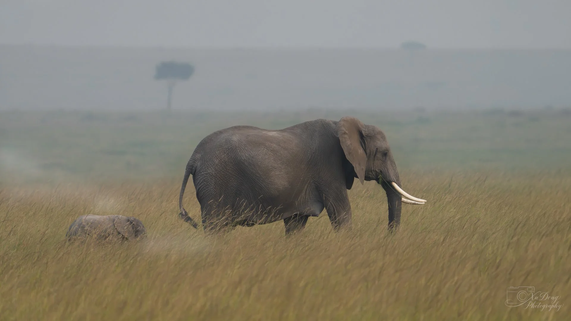 An African elephant mother and calf walking through the golden grasslands